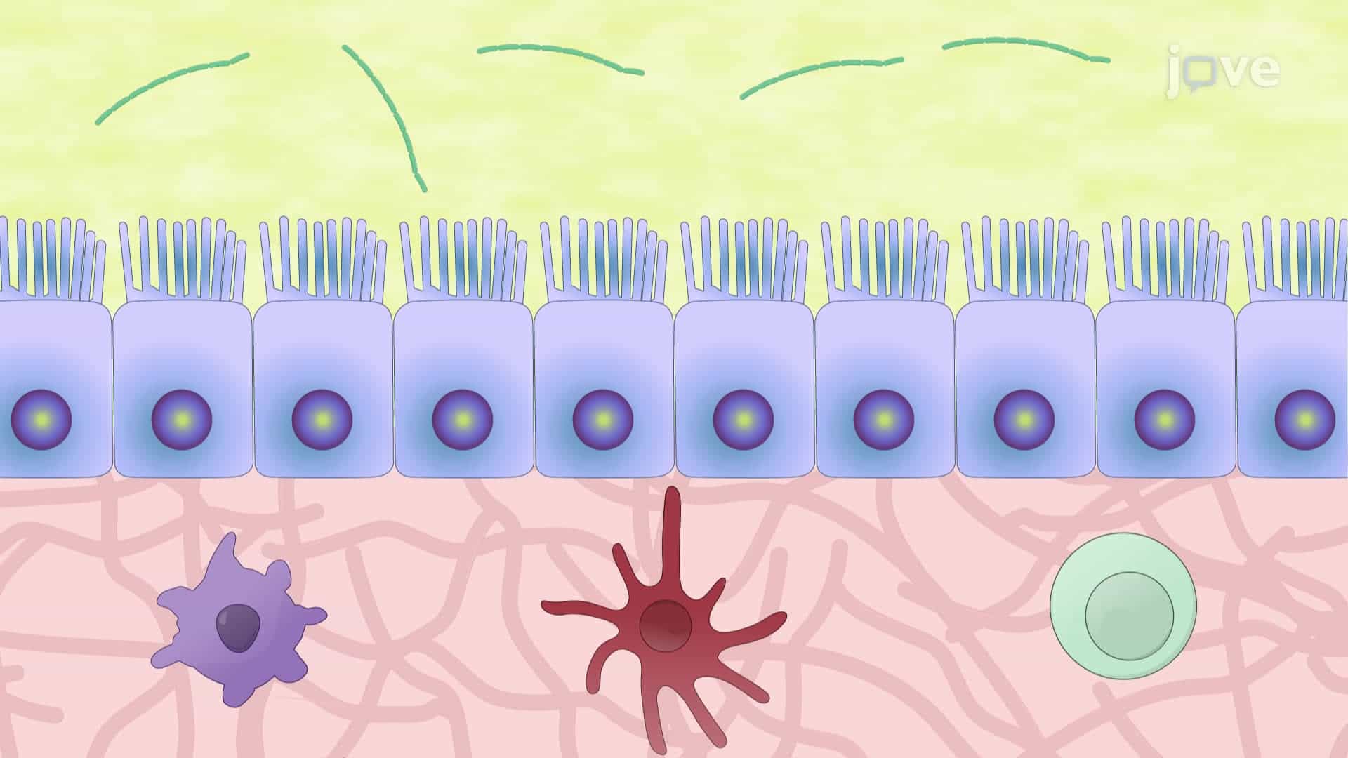 An Ex Vivo Gut Organ Culture System to Study Host-Microbiota Interactions