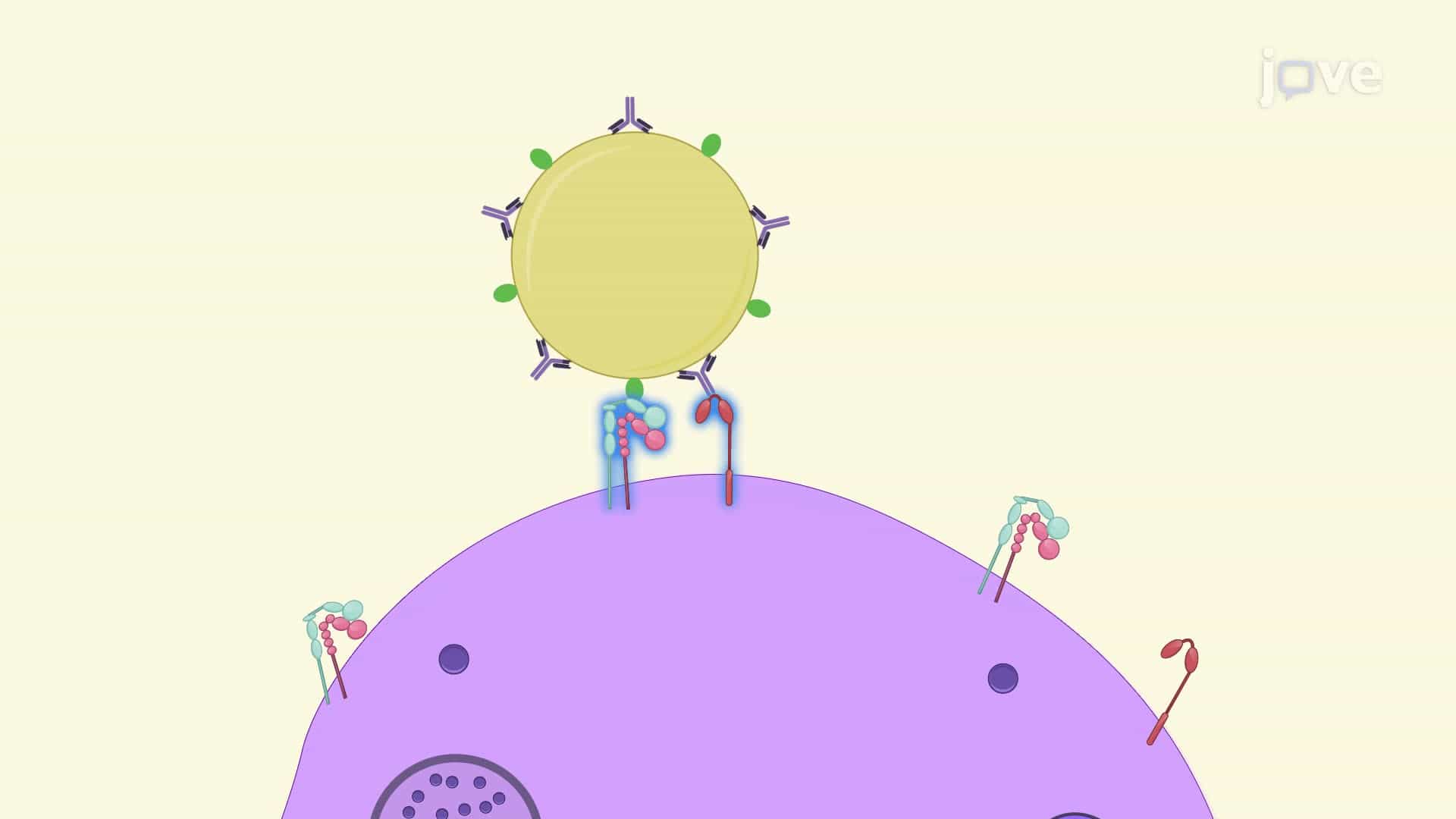 Determination of ROS Production by Neutrophils upon Interaction with Opsonized Biofilm