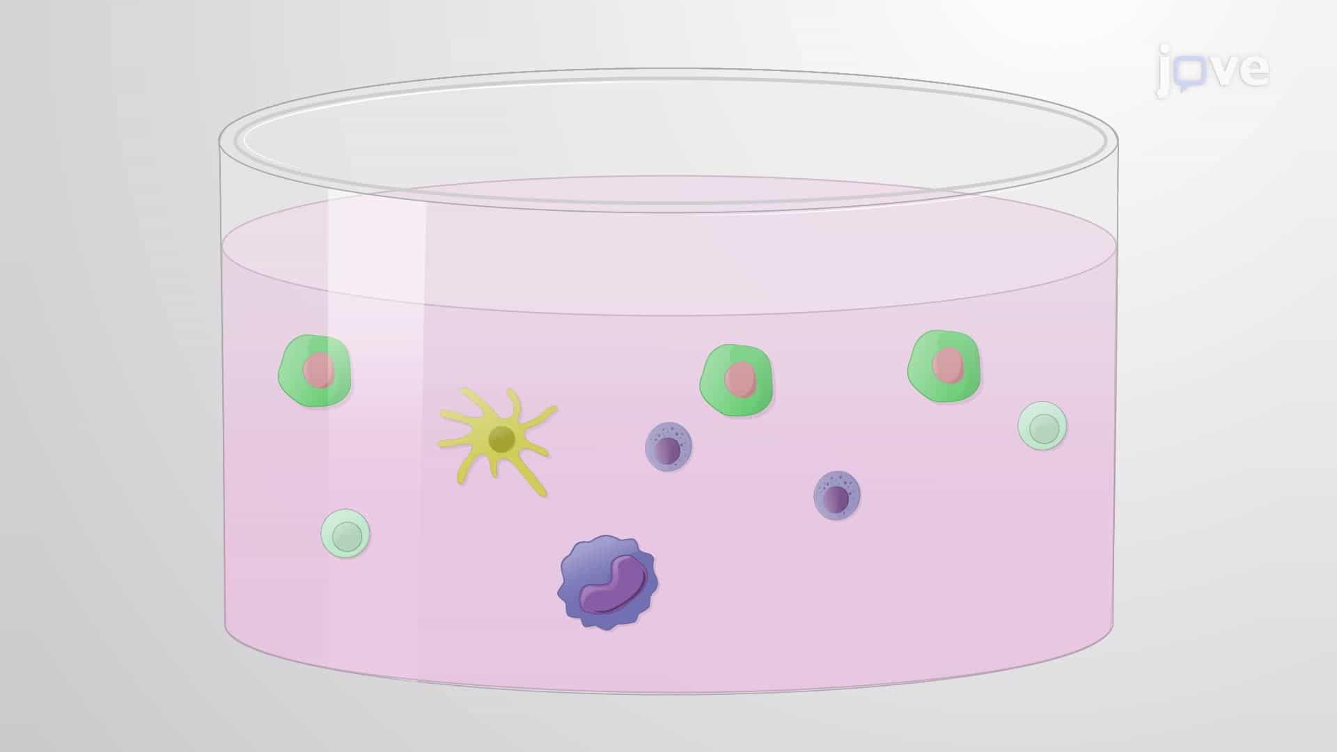 Killing K562 Cells by Peripheral Blood Mononuclear Cells Exposed to Tobacco Product Preparations