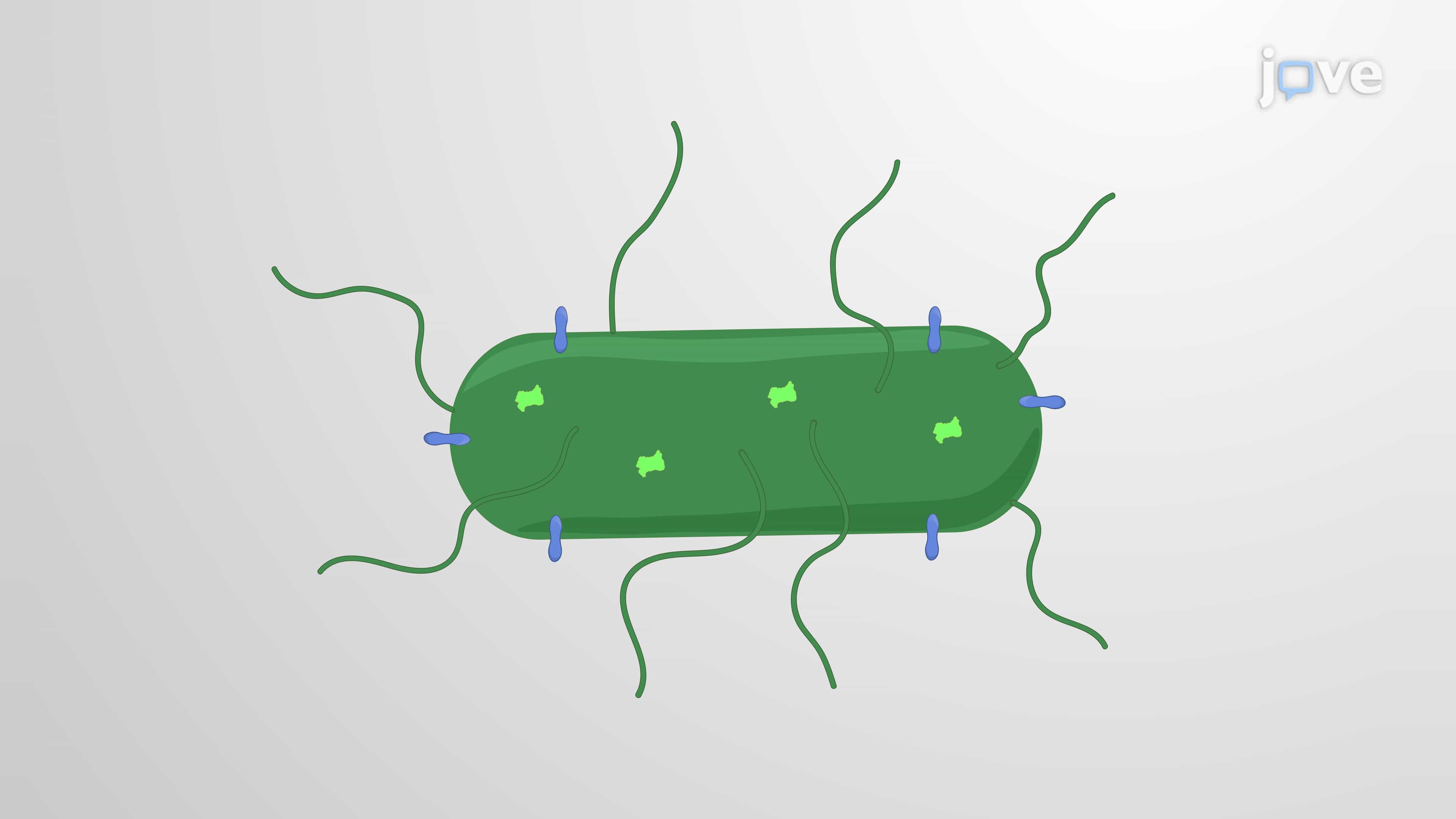 Flow Cytometry Analysis of Intracellular and Emergent Extracellular Listeria monocytogenes In Vitro