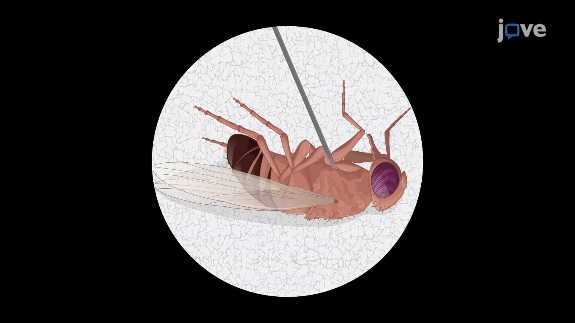 A Septic Pinprick Technique to Introduce Systemic Bacterial Infection in Flies