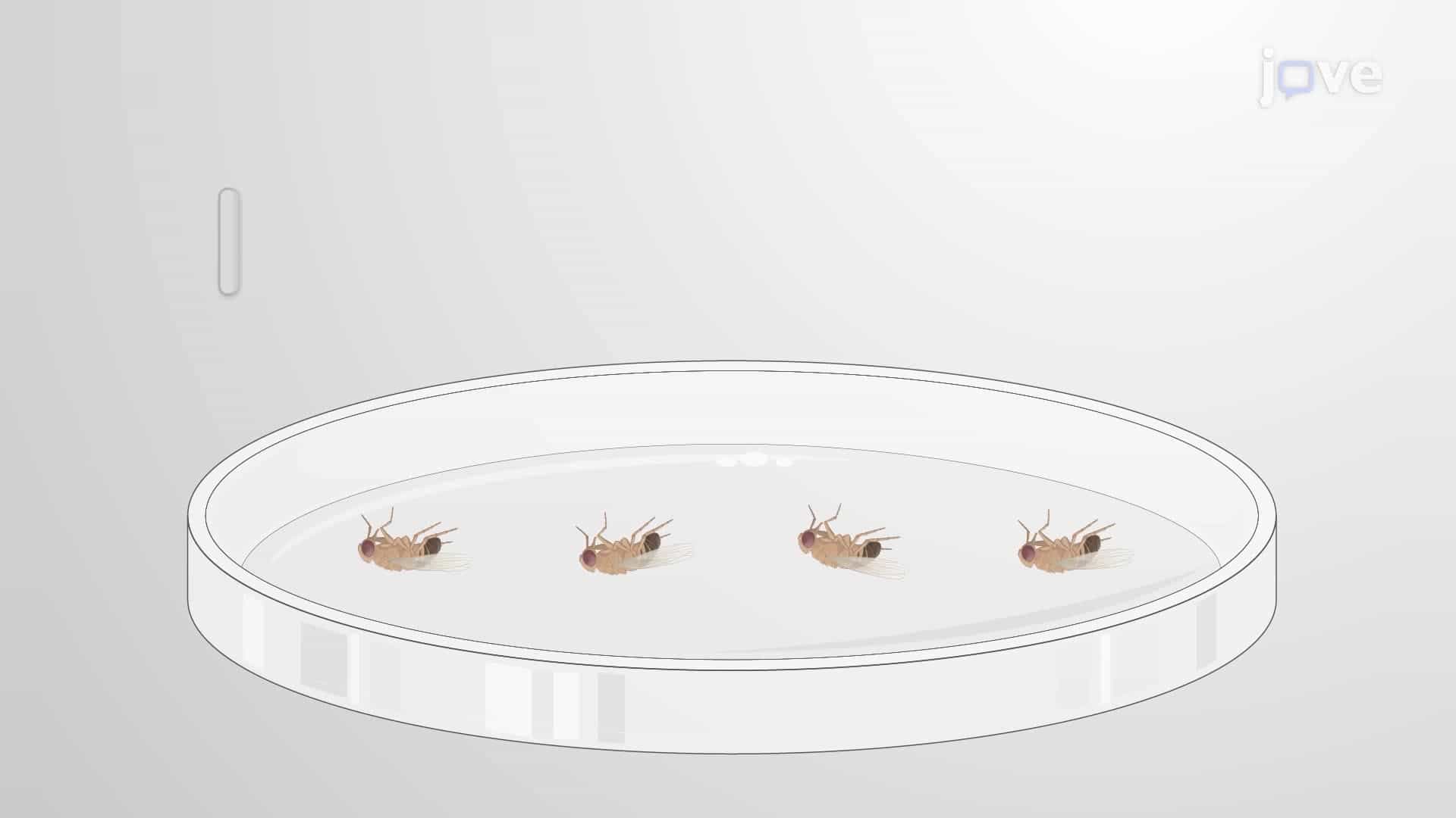 Measuring E. coli Bacterial Load in Drosophila melanogaster following E. coli Infection