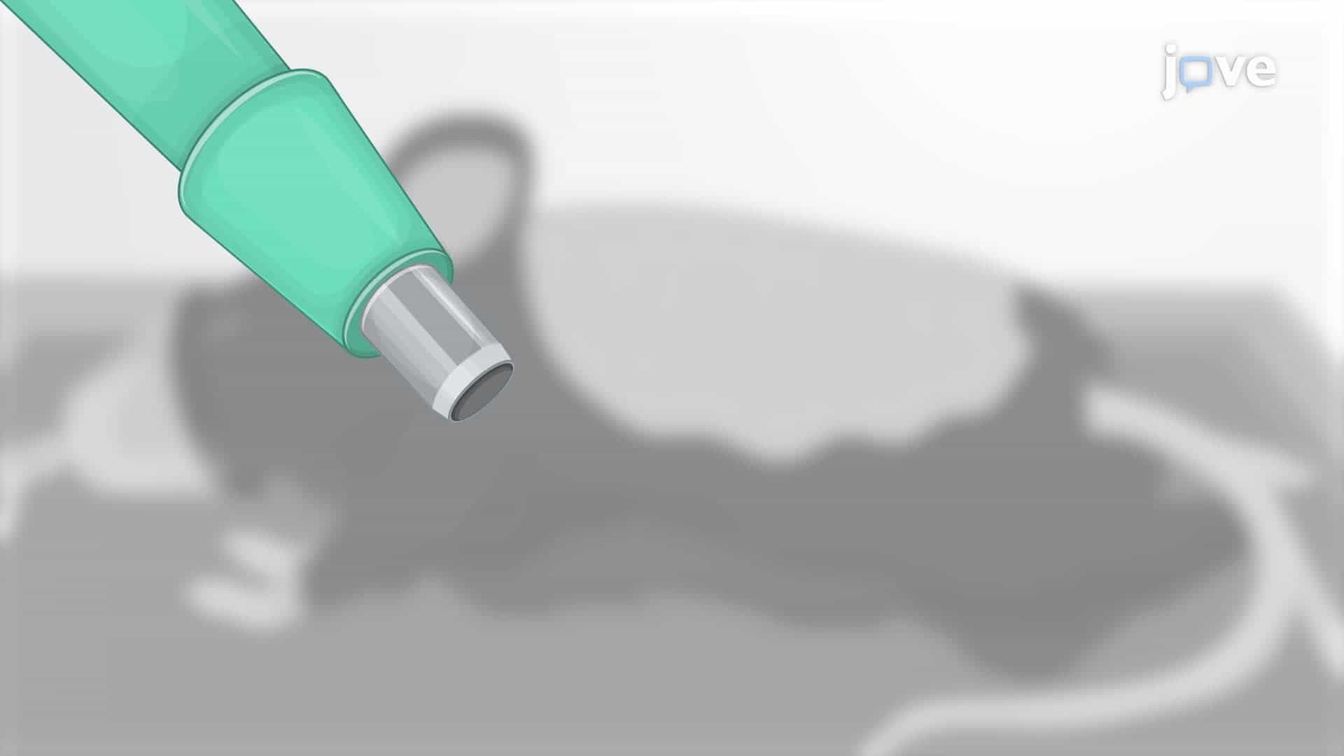 Generating an Excisional Skin Wound in a Mouse Model via Punch Biopsy