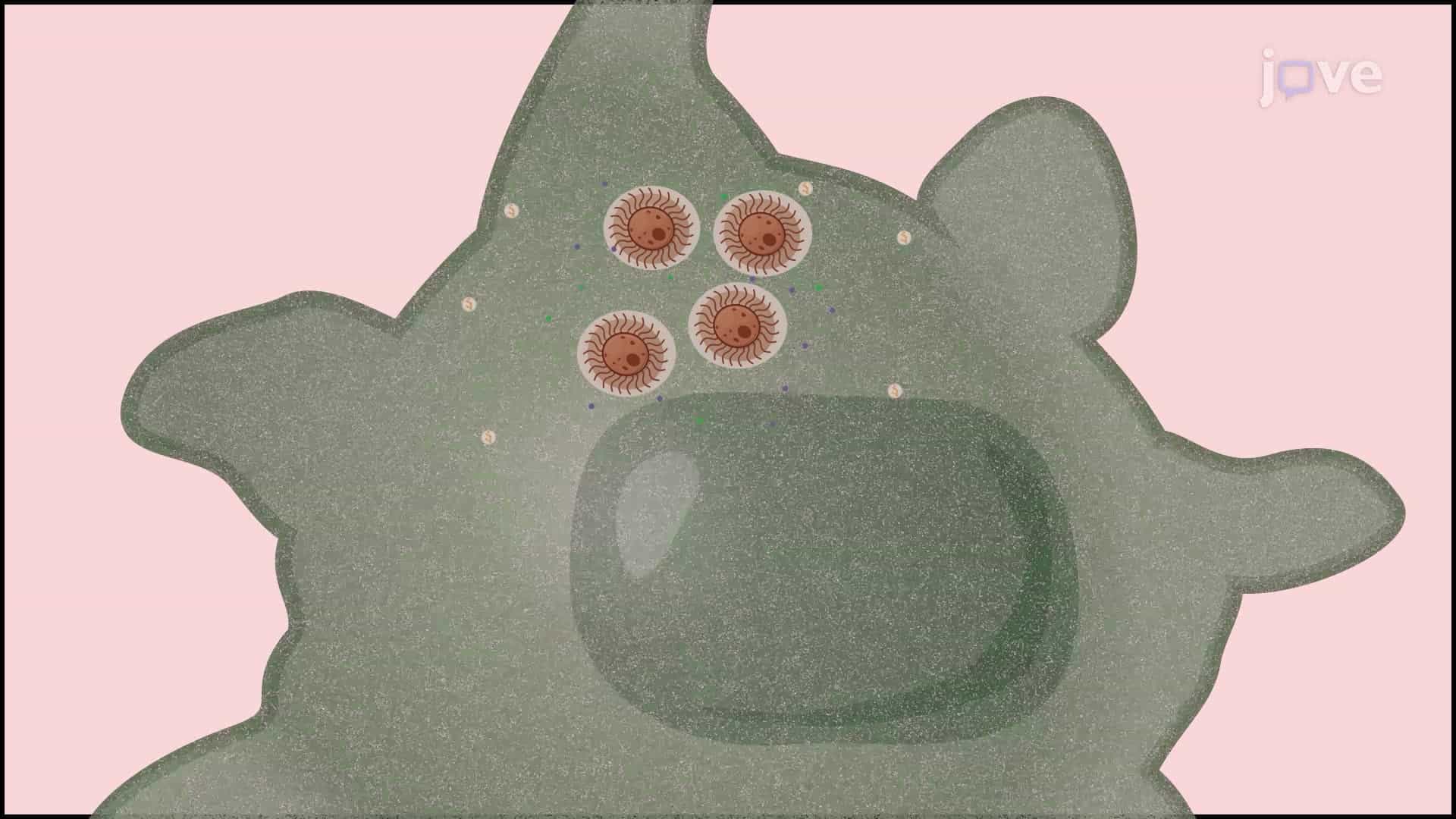 A Lactate Dehydrogenase Release Assay to Detect Cryptococcus neoformans Infection in Macrophages