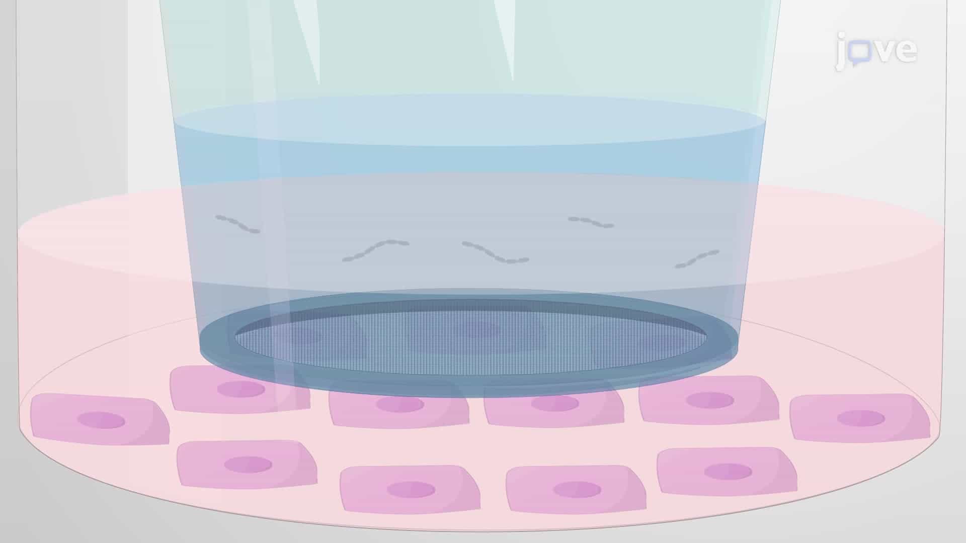Extracting Host Cell Lysate from Infected Host Cells Cultured in a Permeable Membrane System