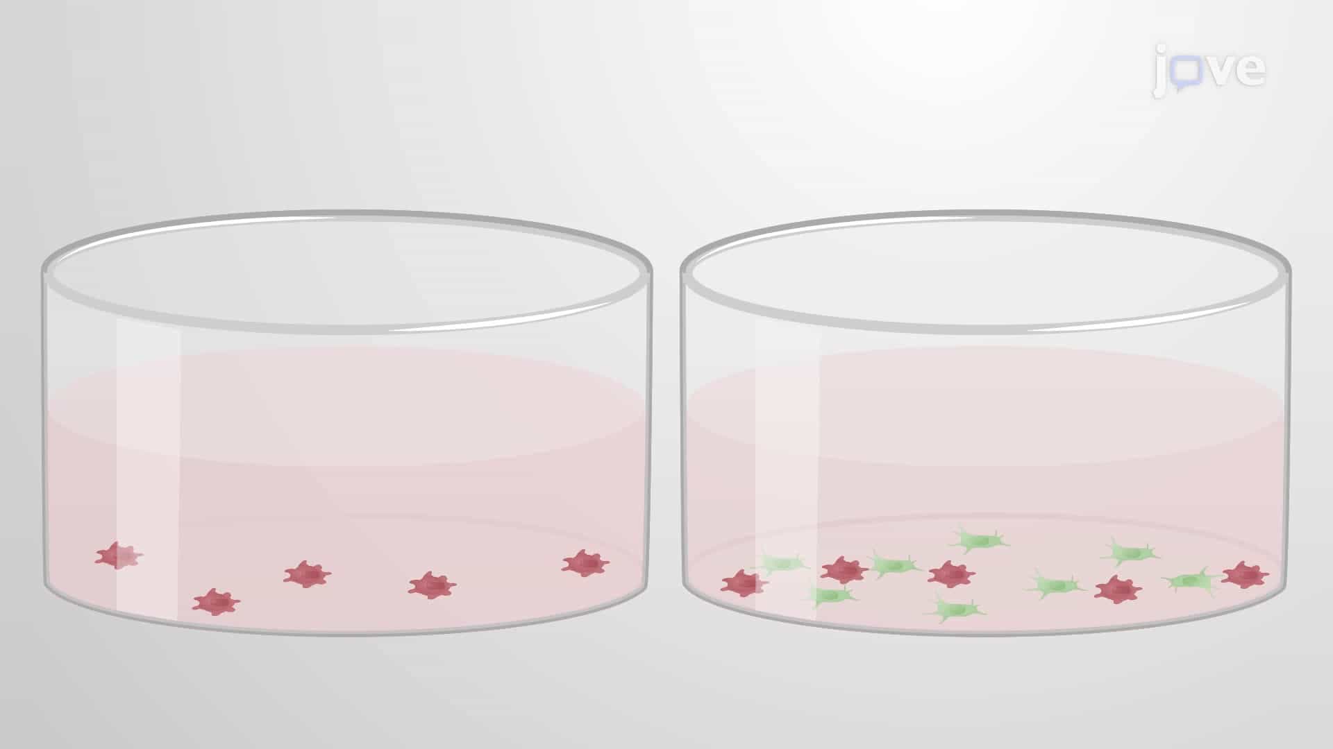 An Assay to Study the Regulation of Macrophage Phagocytosis by Mesenchymal Stem Cells