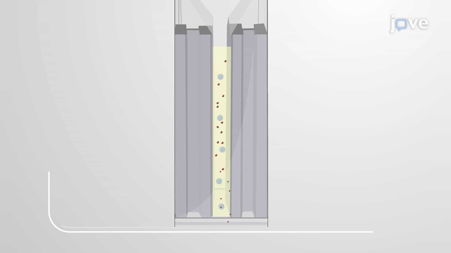 Introduction of Bacterial Effector Proteins into Mammalian Cells by Electroporation