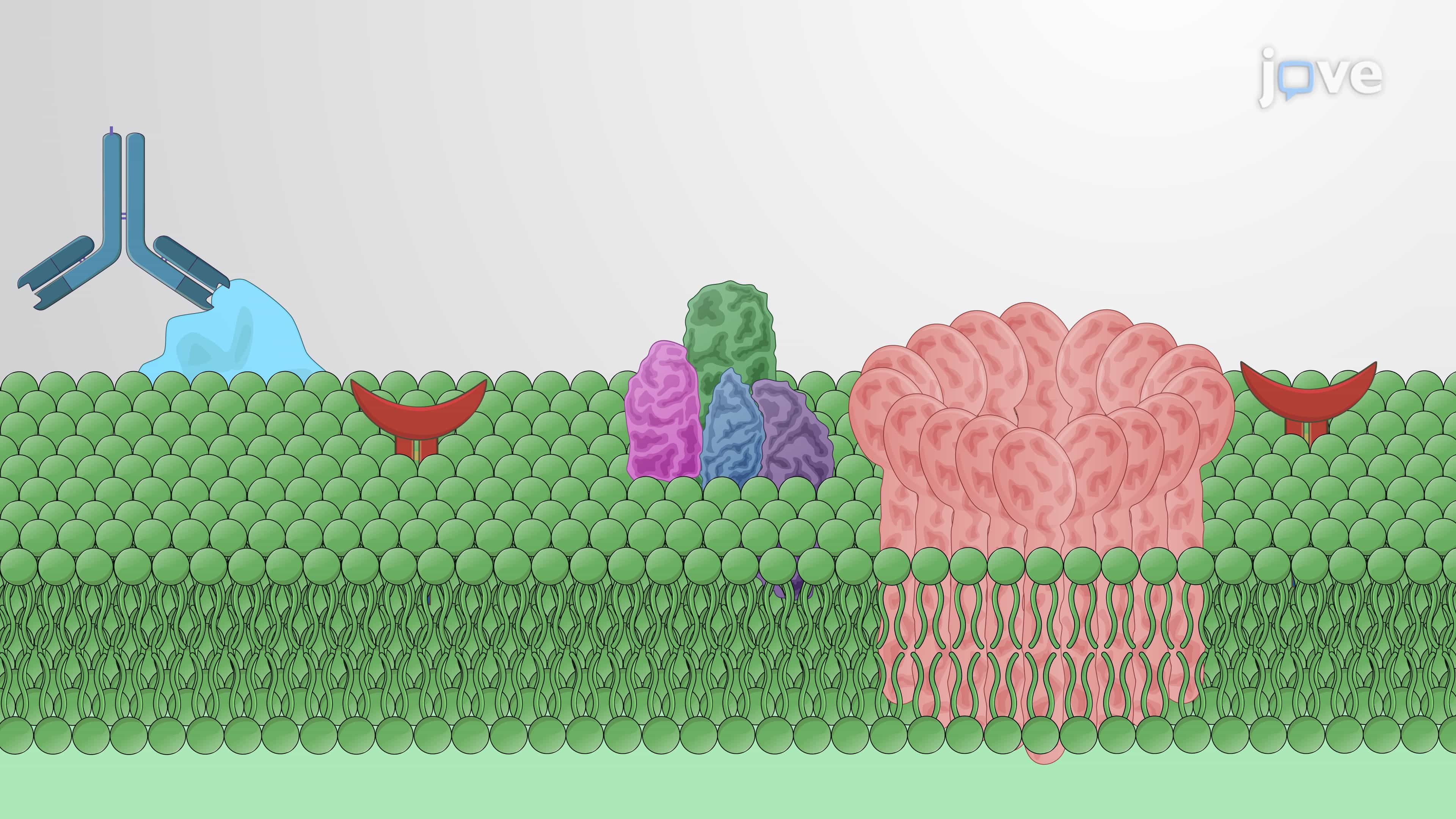 Determining the Role of Vitronectin in Bacterial Resistance to Bactericidal Activity of Human Serum