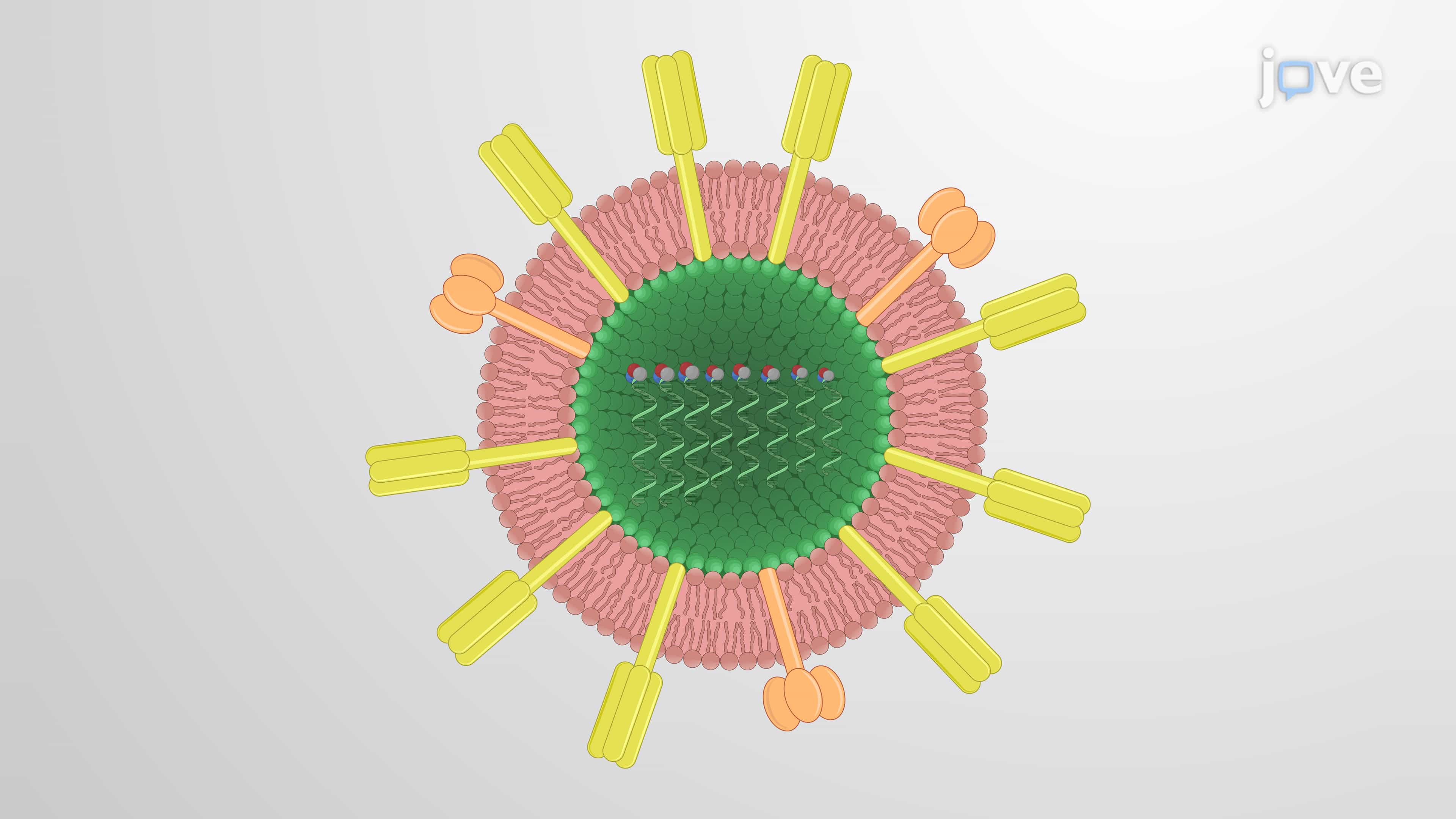 A Technique for the Generation of Influenza Virus-Like Particles via a Mammalian System
