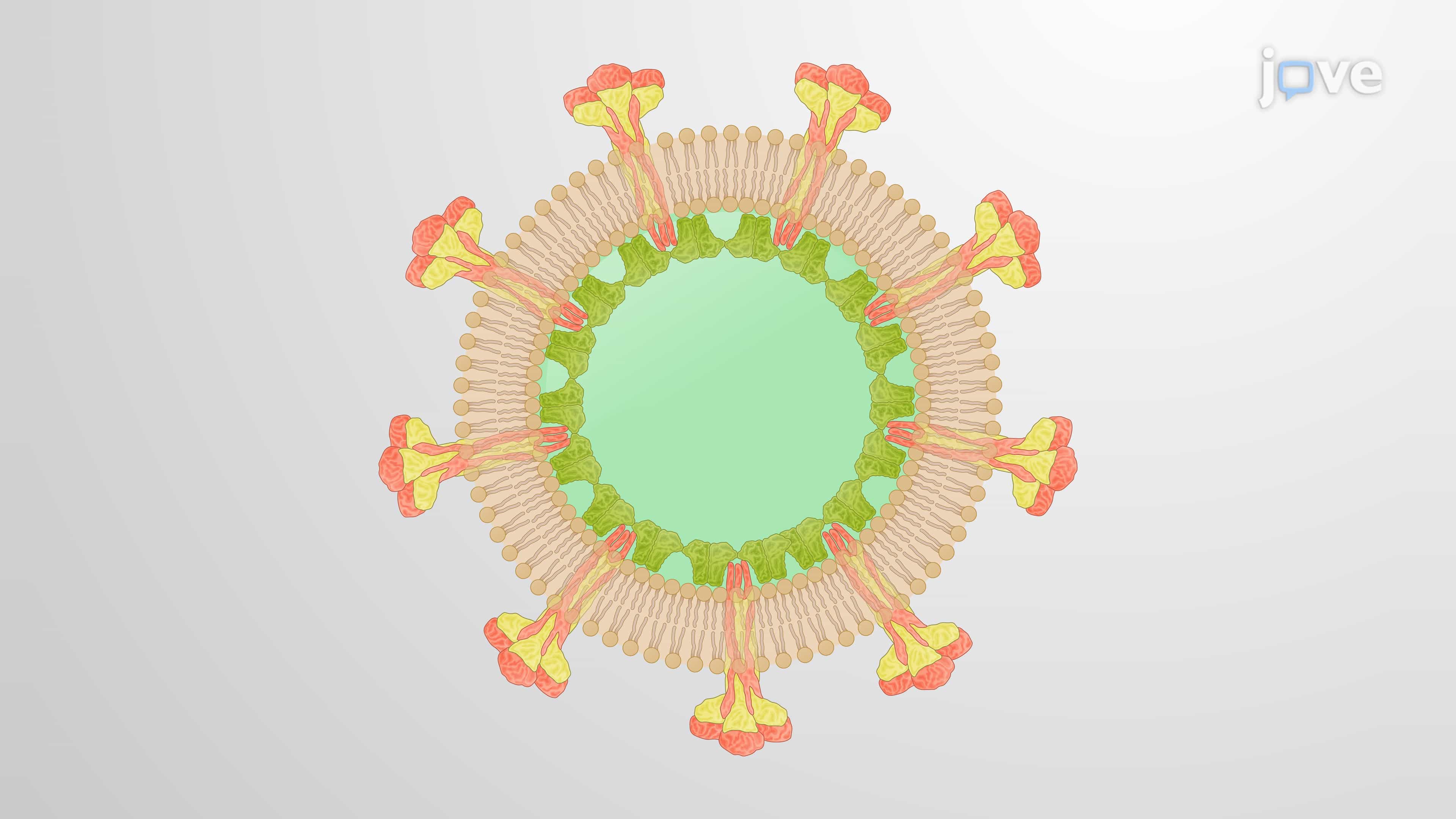 Generation of Chikungunya Virus-Like Particles Using Baculovirus Expression System in Insect Cells