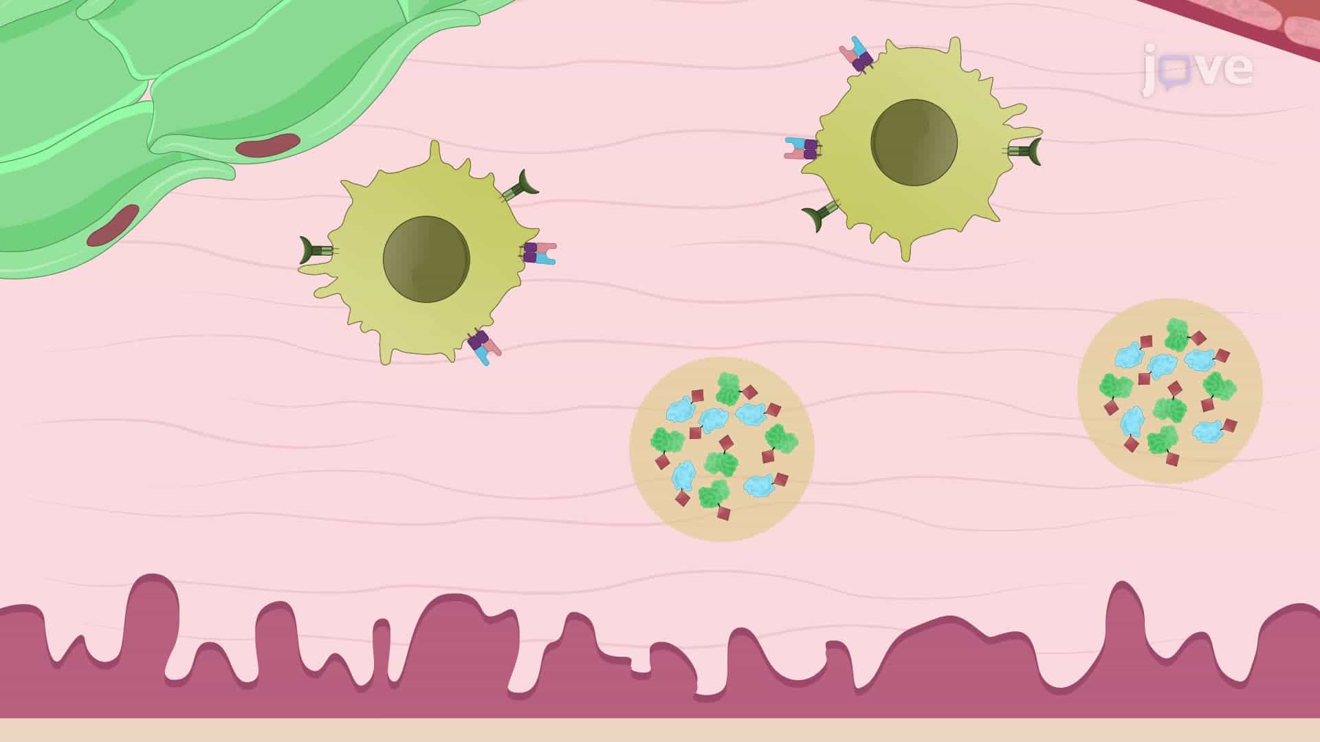Subcutaneous Injection of Bacterial Antigen to Induce Systemic Inflammation in a Murine Model