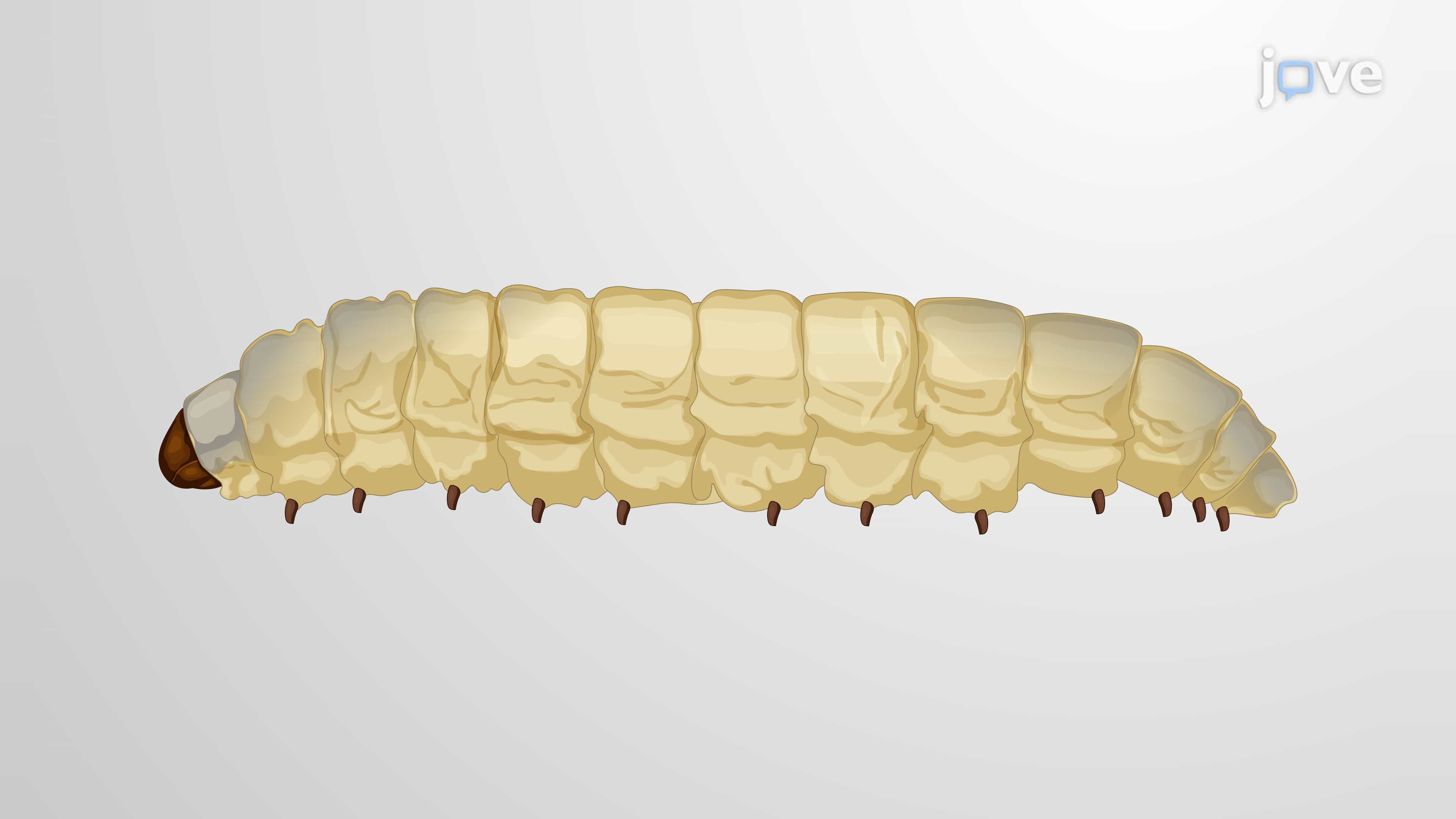 Measurement of the In Vivo Burden of Bacteria Expressing Luciferase in an Insect Larva