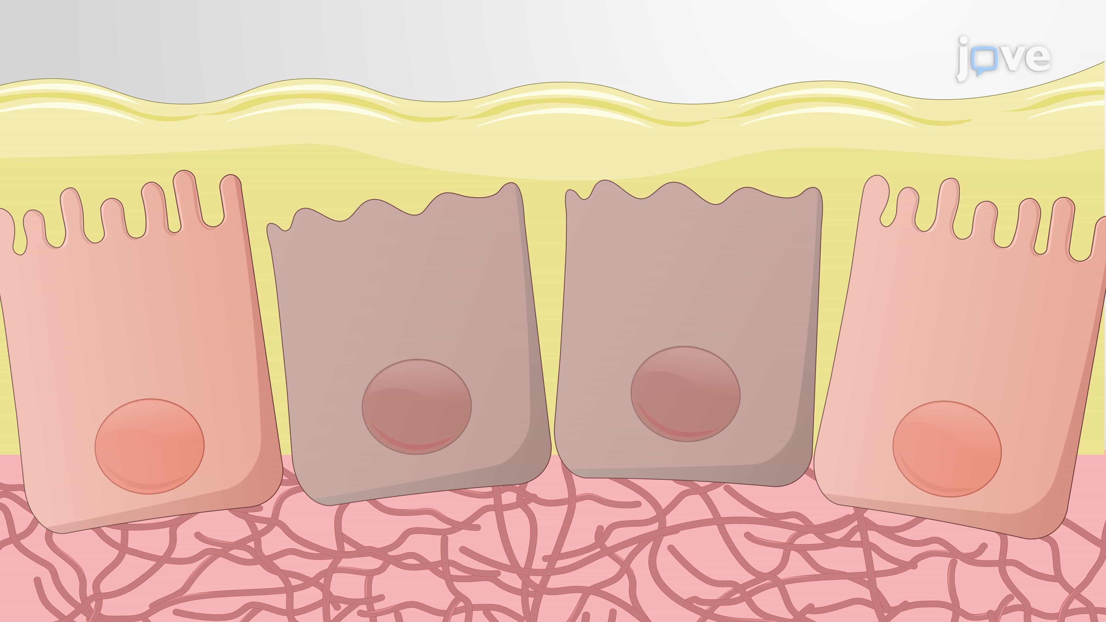 An Intragastric Gavage Technique for Controlled Helicobacter Infection in Mice