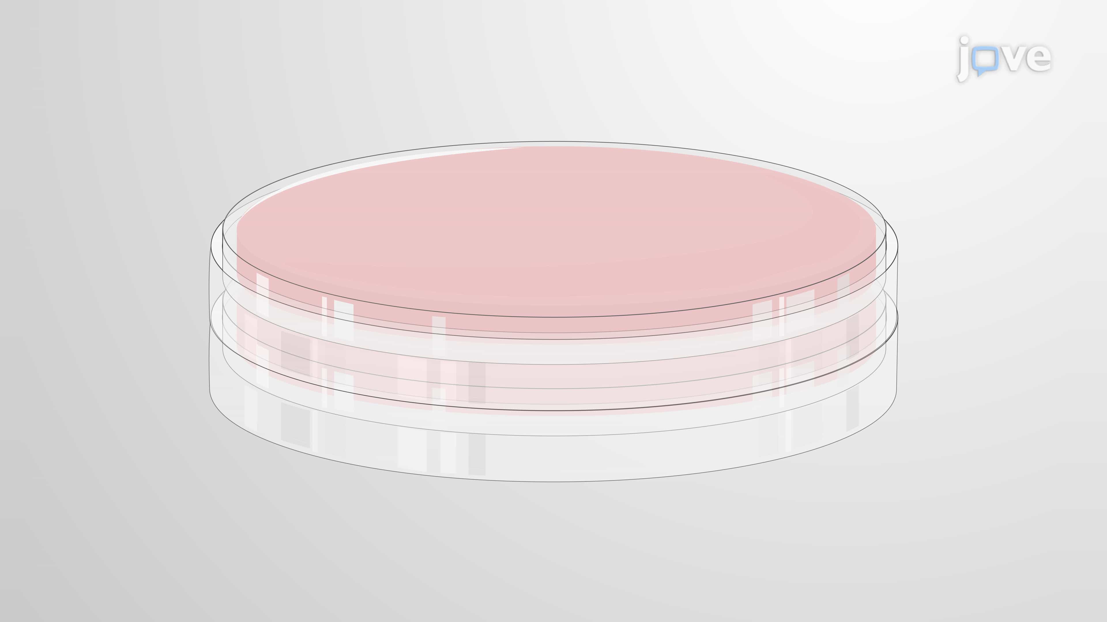 Quantification of Helicobacter pylori Load in an Infected Mouse Stomach
