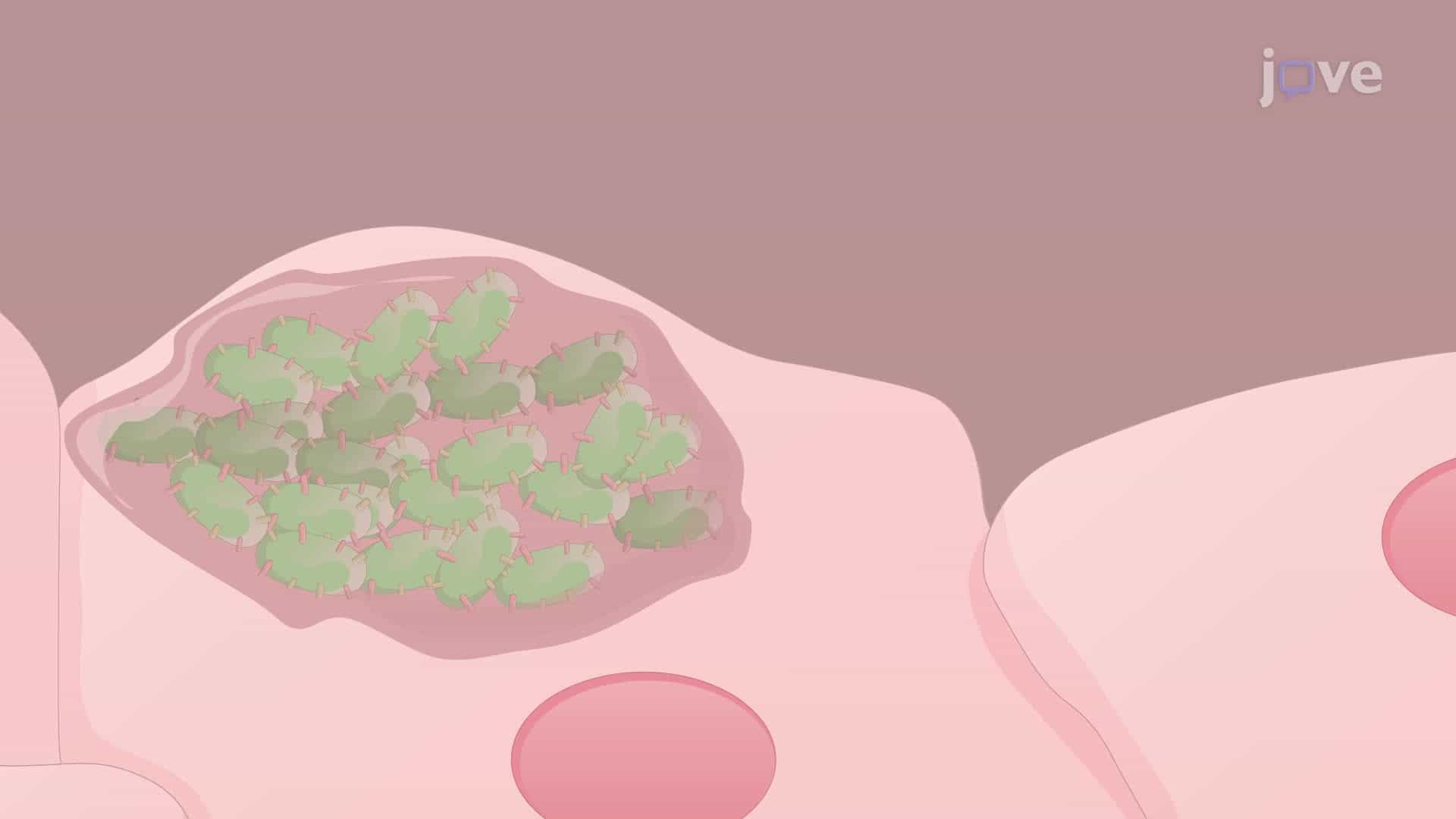 Establishment of a Urinary Tract Infection Model in Female Mice