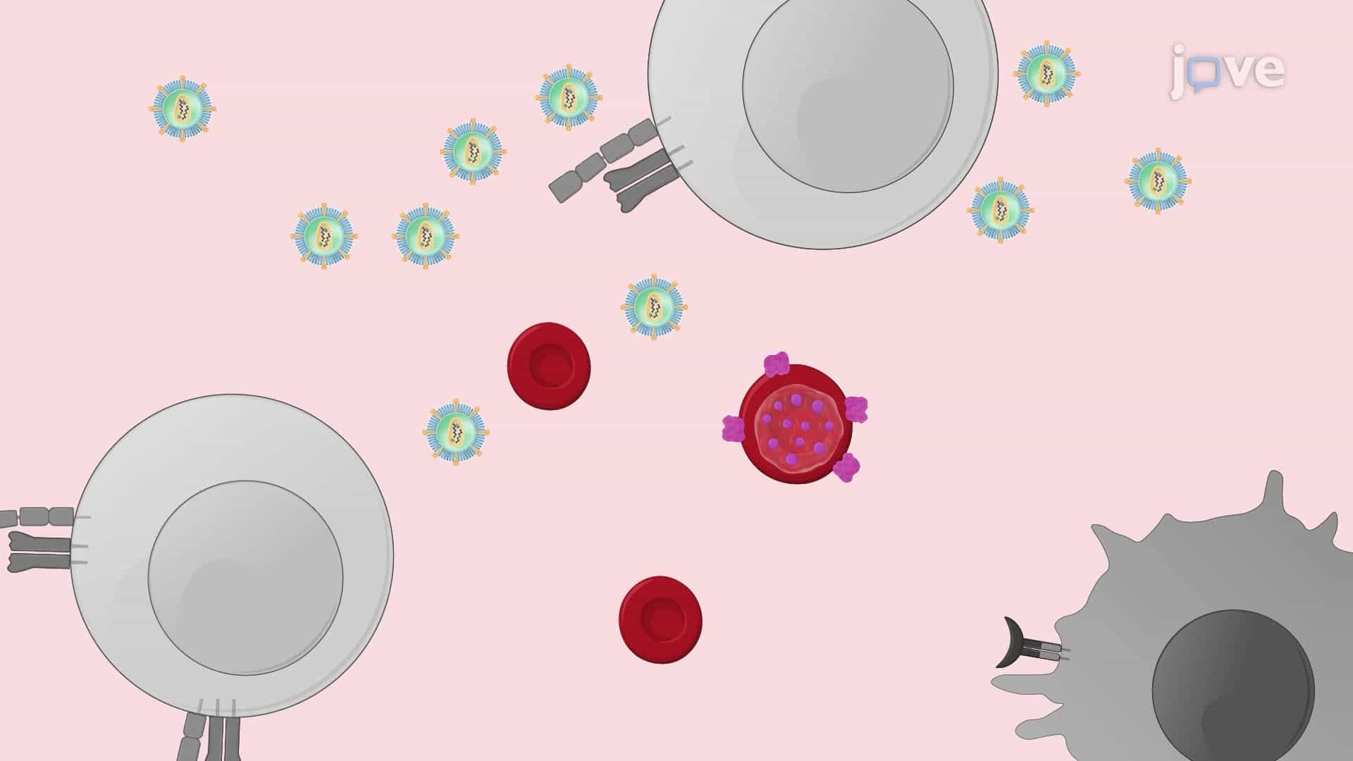 Generation of an In Vitro Cell Culture Model of Malaria-HIV Co-Infection