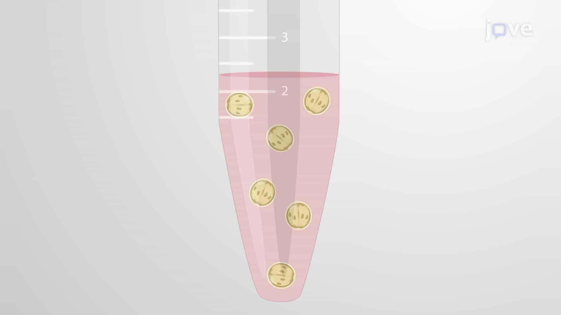 In Vitro Sporozoite Isolation from Cryptosporidium parvum Oocysts
