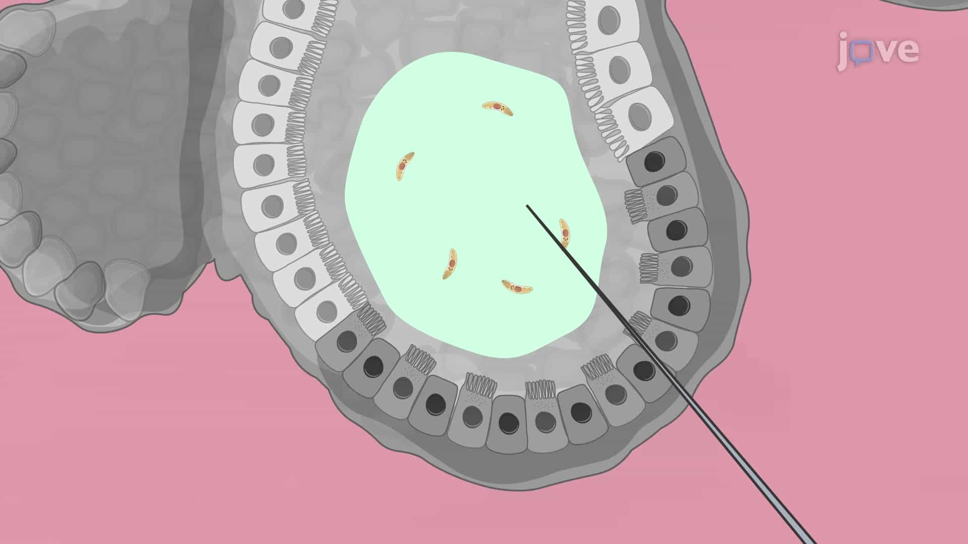 A Technique to Develop a Parasite Infection in Intestinal Organoids via Microinjection