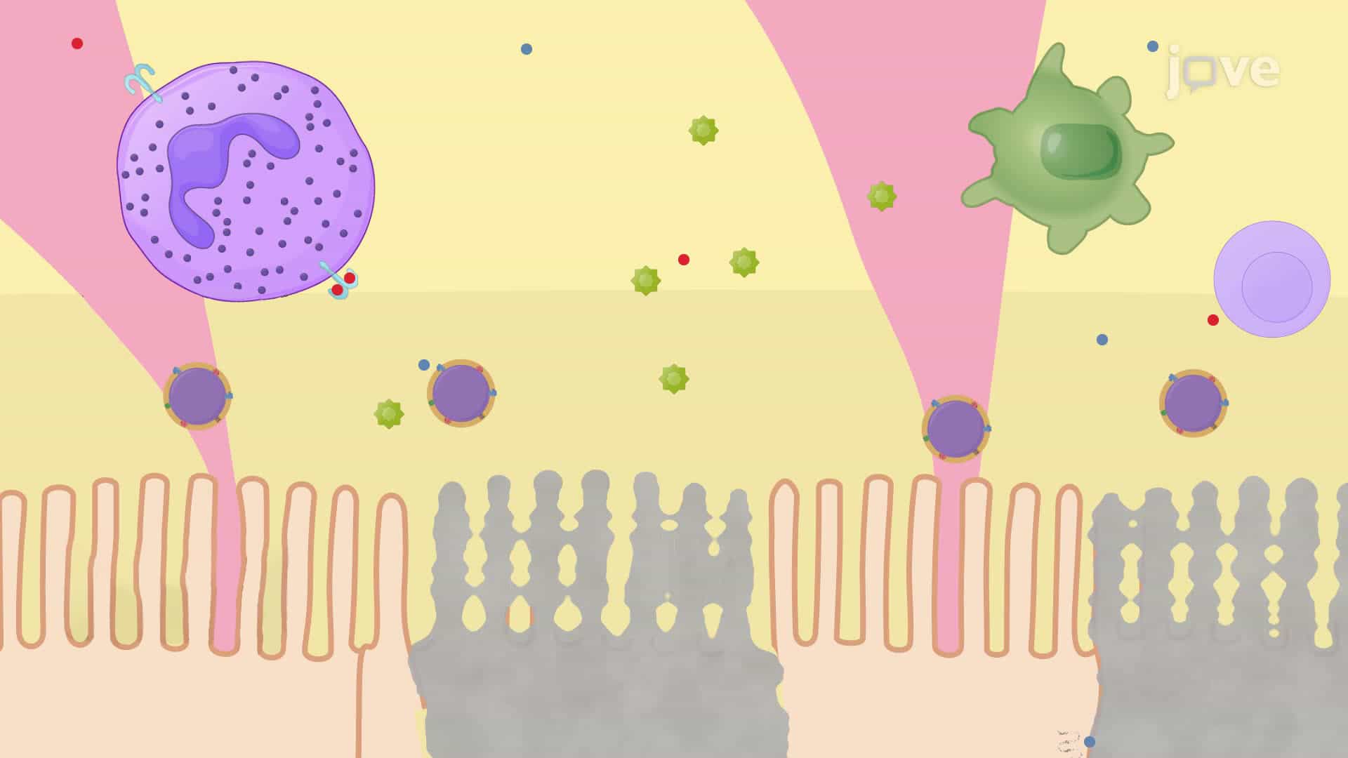 Intrabronchial Instillation of Streptococcus pneumoniae in Immunocompetent Rodent Models