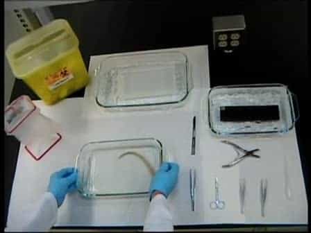 Preparation of Rat Tail Tendons for Biomechanical and Mechanobiological Studies
