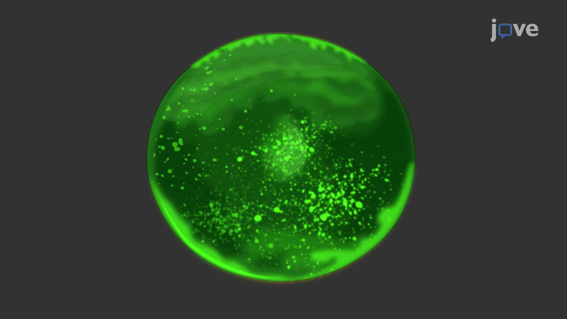 Fluorescein Staining in an Autoimmune Dry Eye Rat Model to Examine Corneal Damage