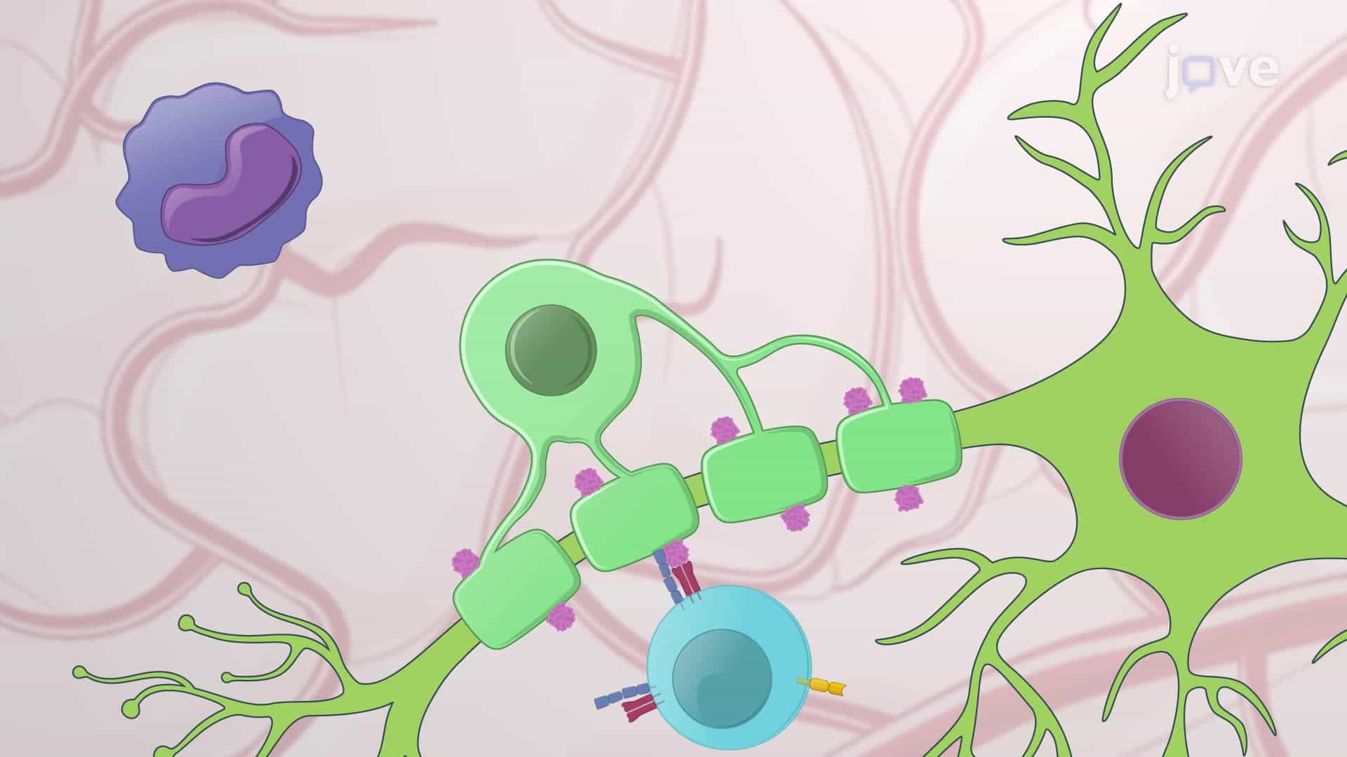 Induction of Experimental Autoimmune Encephalomyelitis in a Mouse Model