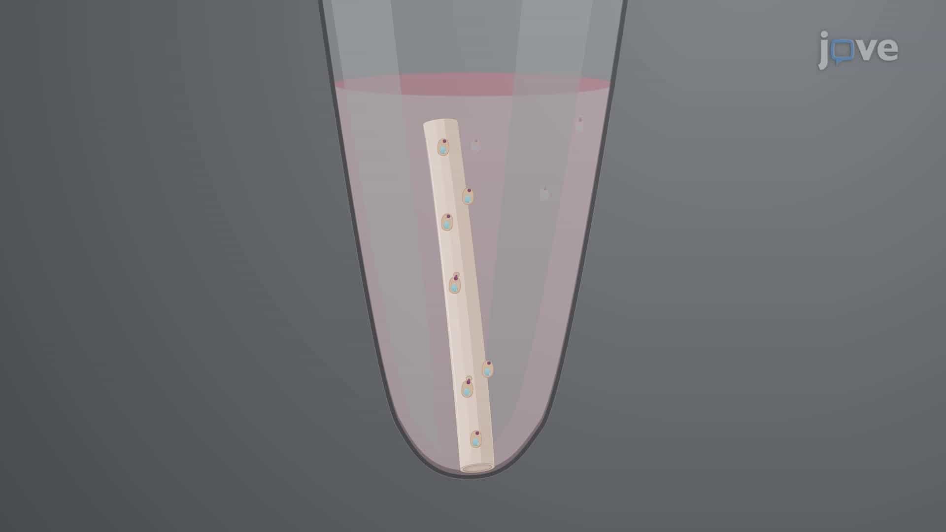 Candida albicans Biofilm Formation in an In Vivo Mouse Model