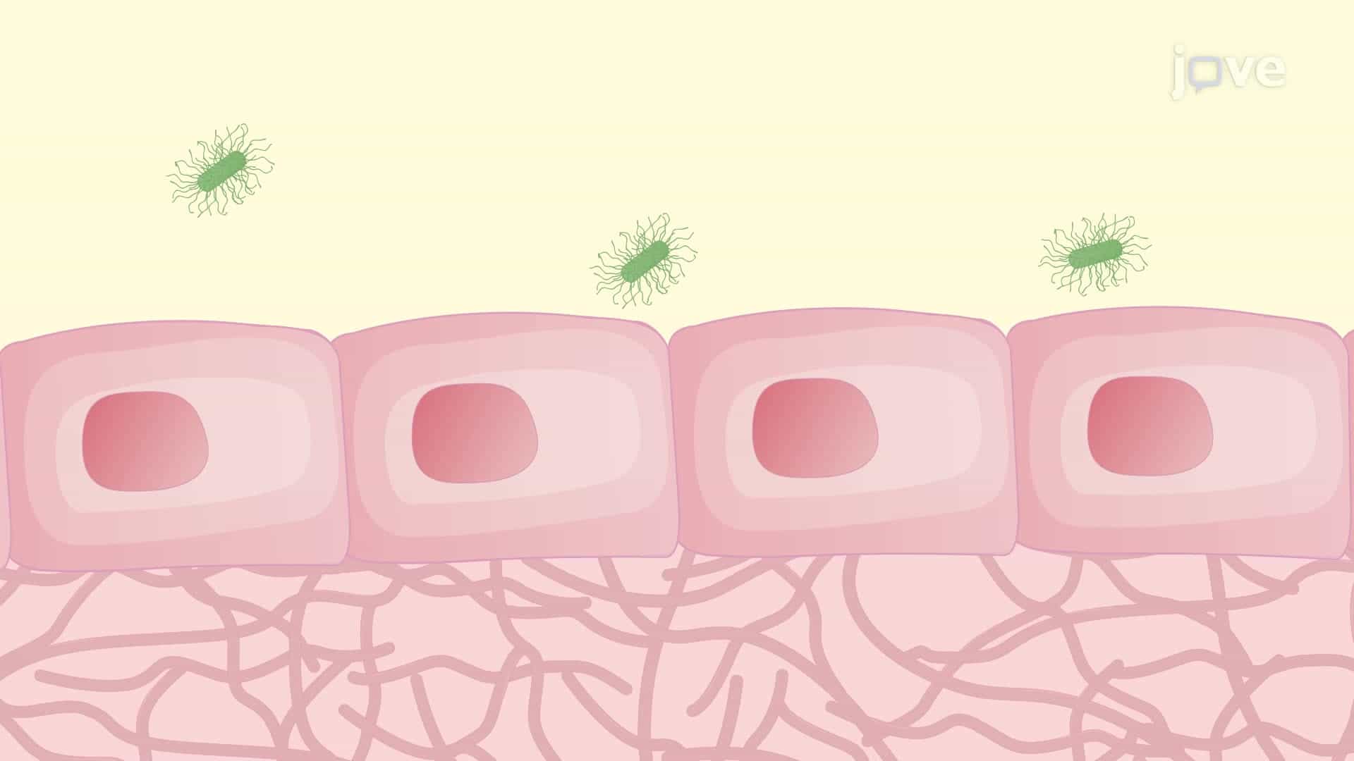 Assessing Internalized Porphyromonas gingivalis in Host Endothelial Cells