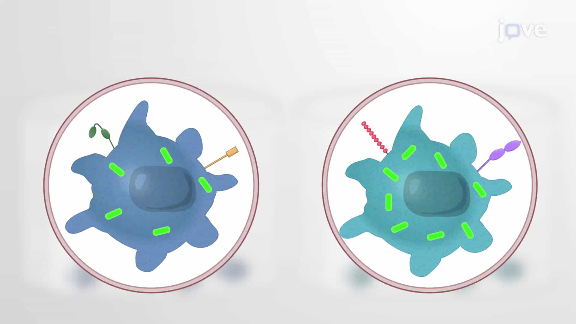 Flow Cytometry Staining of Mycobacterium tuberculosis Infected Macrophage Subpopulations