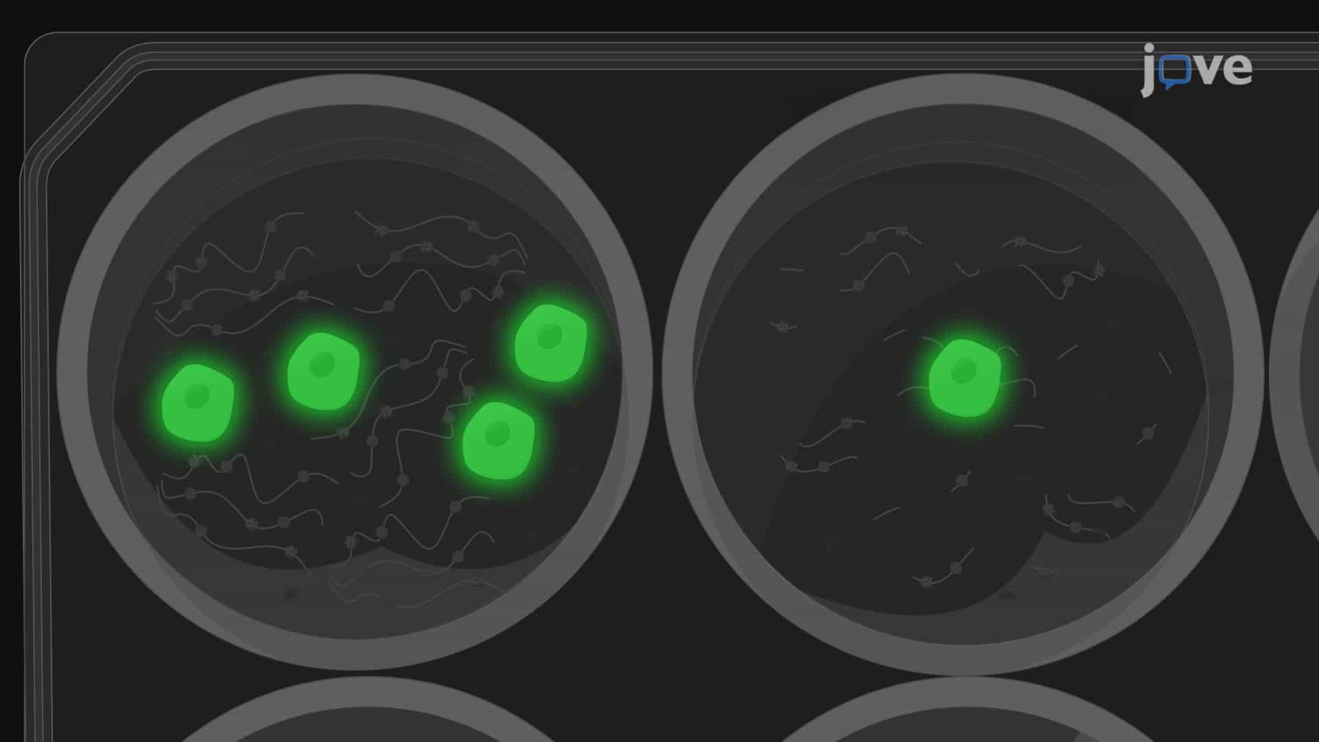 In Vitro Adhesion Assay to Detect the Adherence of Cancer Cells to Neutrophil Extracellular Traps