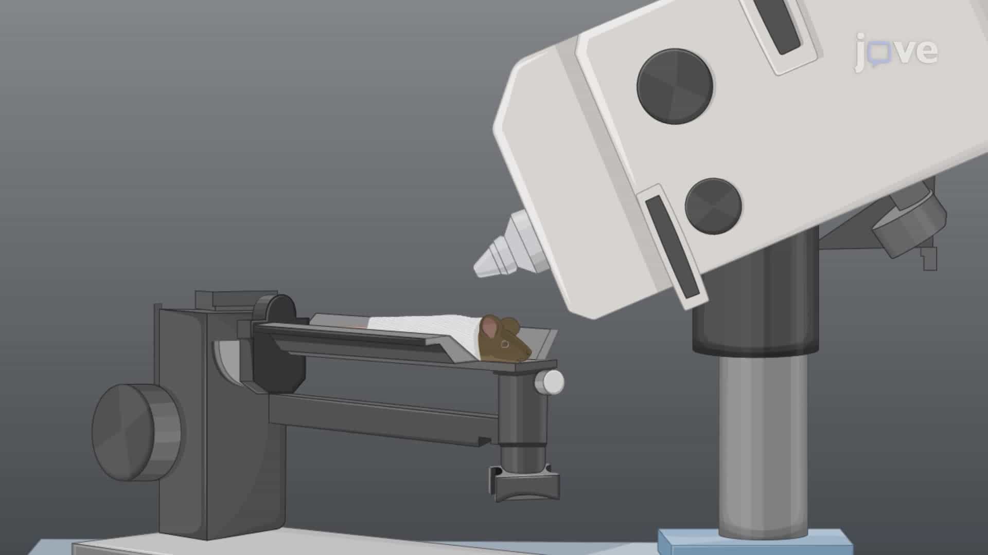 Optical Coherence Tomography Imaging for Assessing Uveitis in a Mouse Model