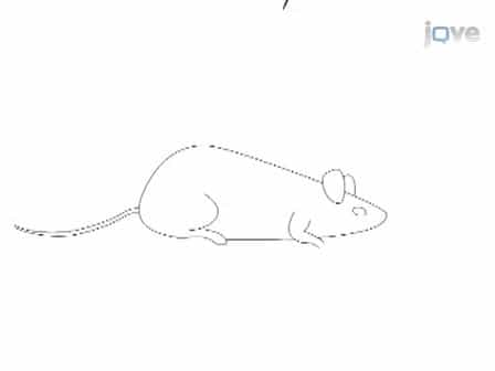 Induction of Experimental Autoimmune Hypophysitis in SJL Mice