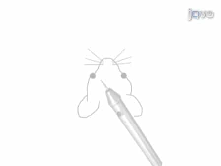 Intravital Microscopy of the Mouse Brain Microcirculation using a Closed Cranial Window