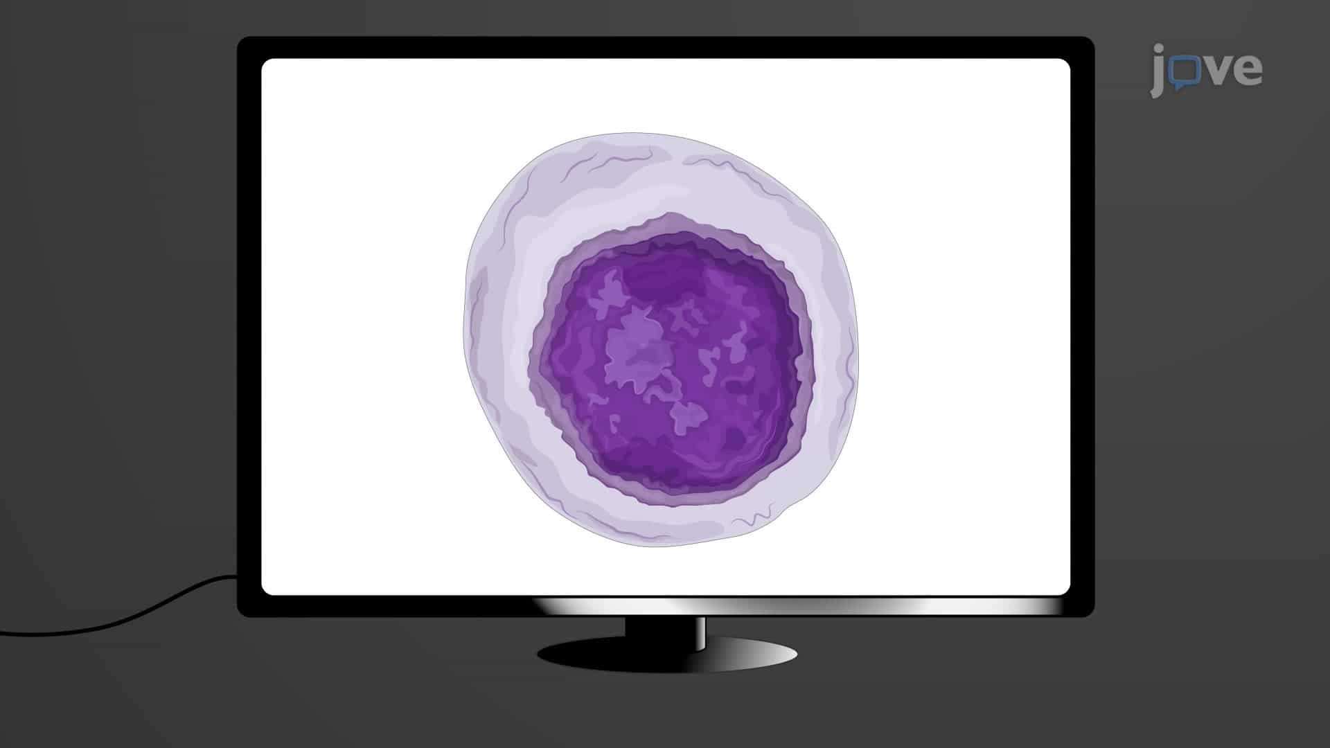 Three-Dimensional Quantitative Phase Imaging for Characterizing Lymphocyte Subtypes