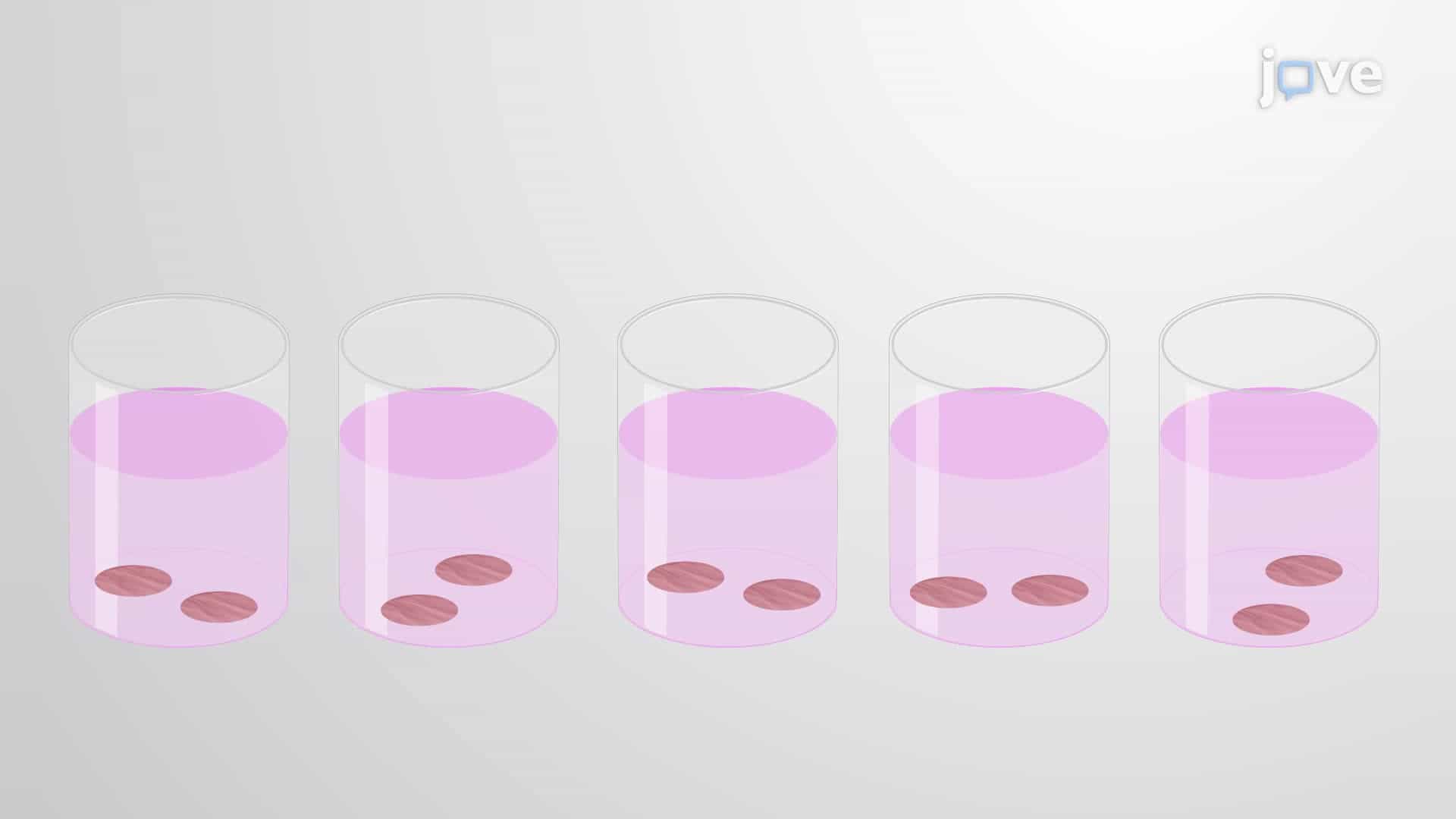 An Assay to Measure Chemically-Induced Cytotoxicity in Human Precision-Cut Lung Slices