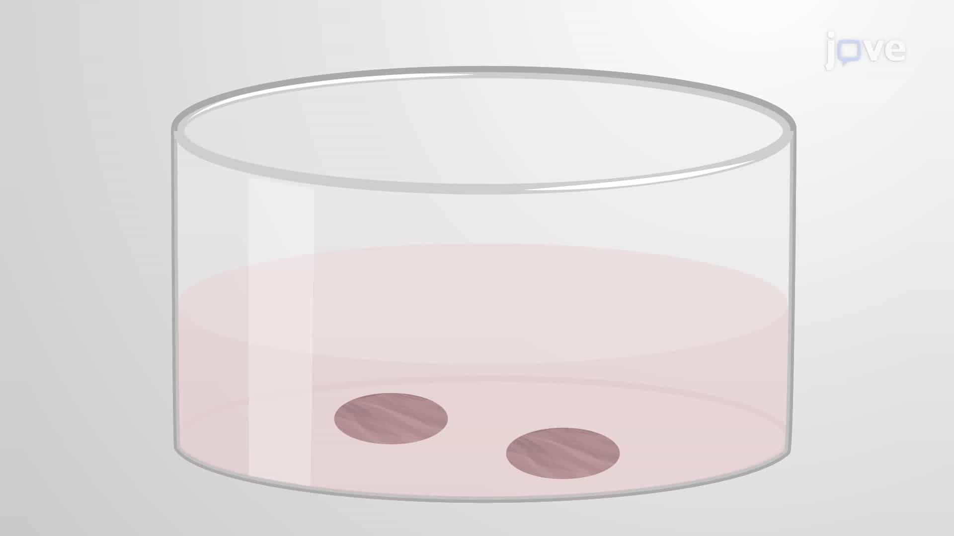 Evaluating Cytotoxicity and Membrane Integrity in Lung Slices via Lactate Dehydrogenase Assay