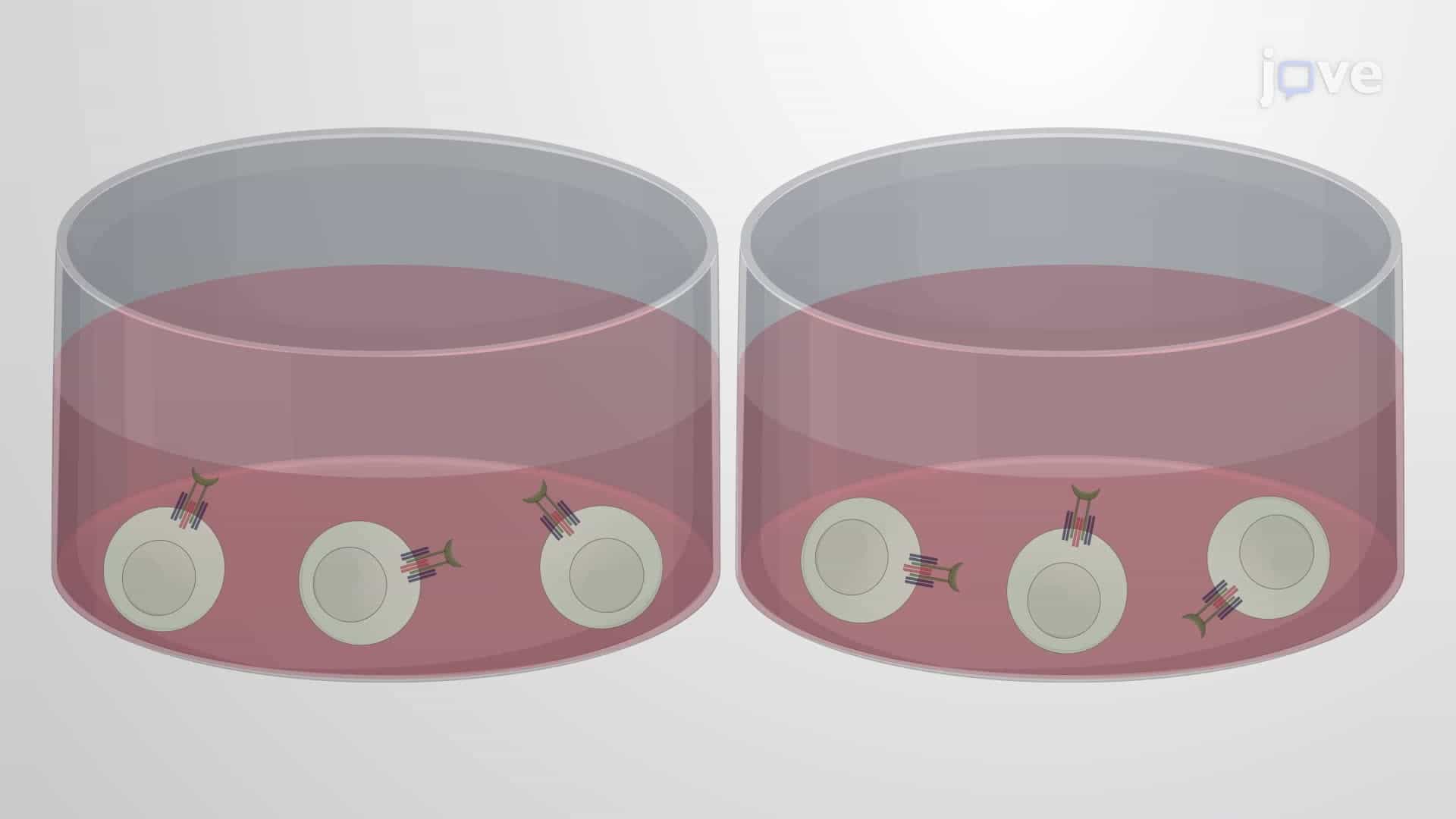 A Fluorescence-Based Assay Using Engineered Lymphocytes for Screening Immunomodulatory Compounds