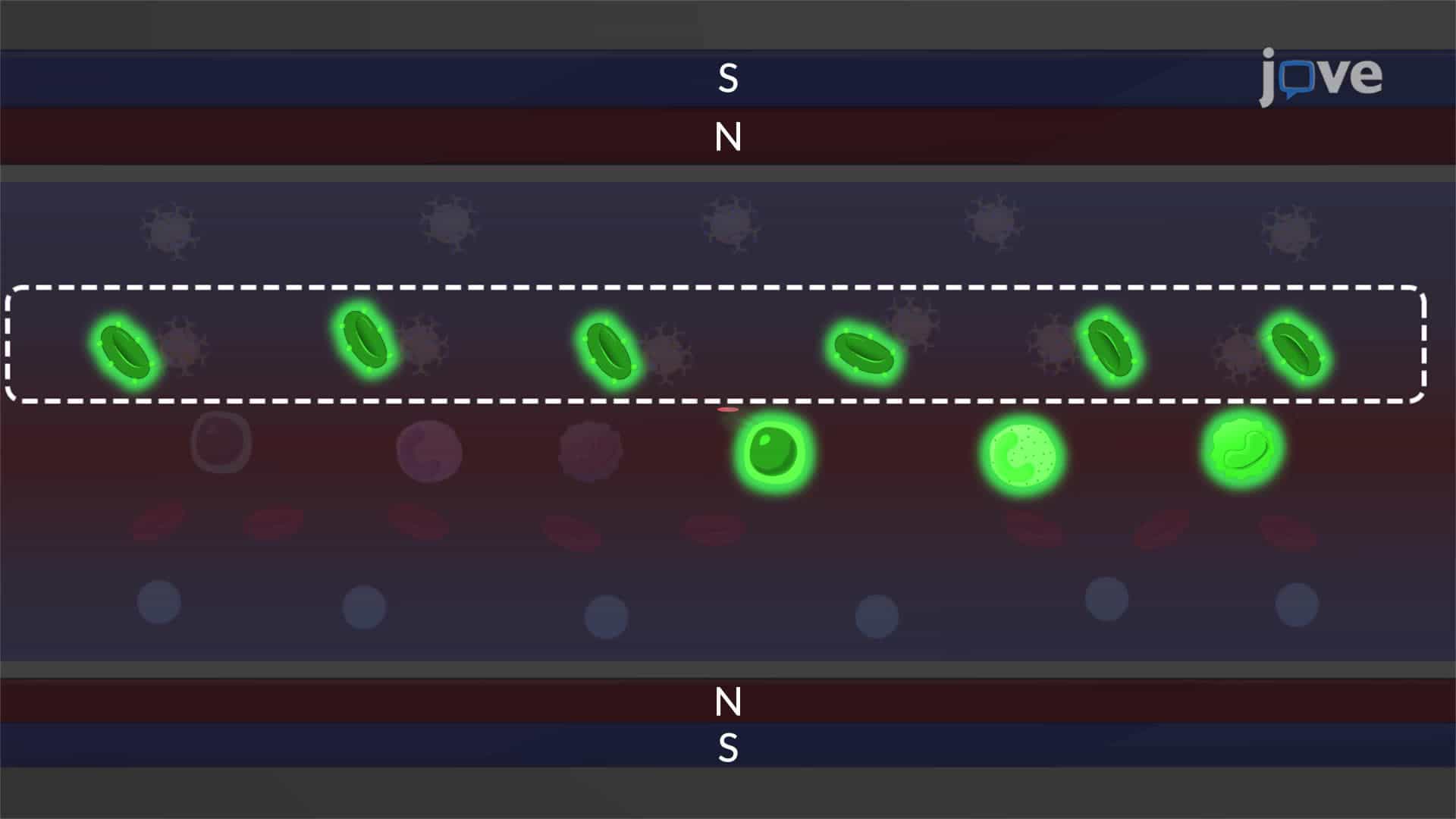 Detection of Rhesus Factor in Human Blood Samples using Magnetic Levitation