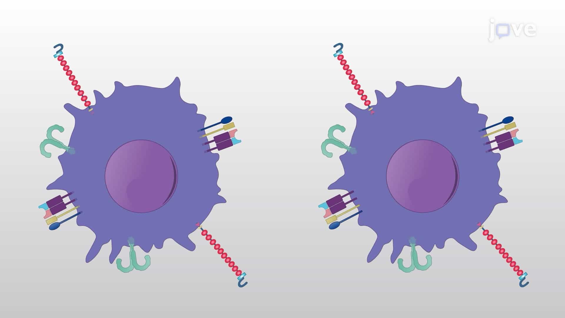 Effect of an Immunomodulatory Pharmacological Agent on the Interaction Between Dendritic Cells and CD4+ T Cells
