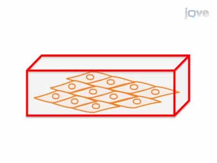 Co-culture Models of Pseudomonas aeruginosa Biofilms Grown on Live Human Airway Cells