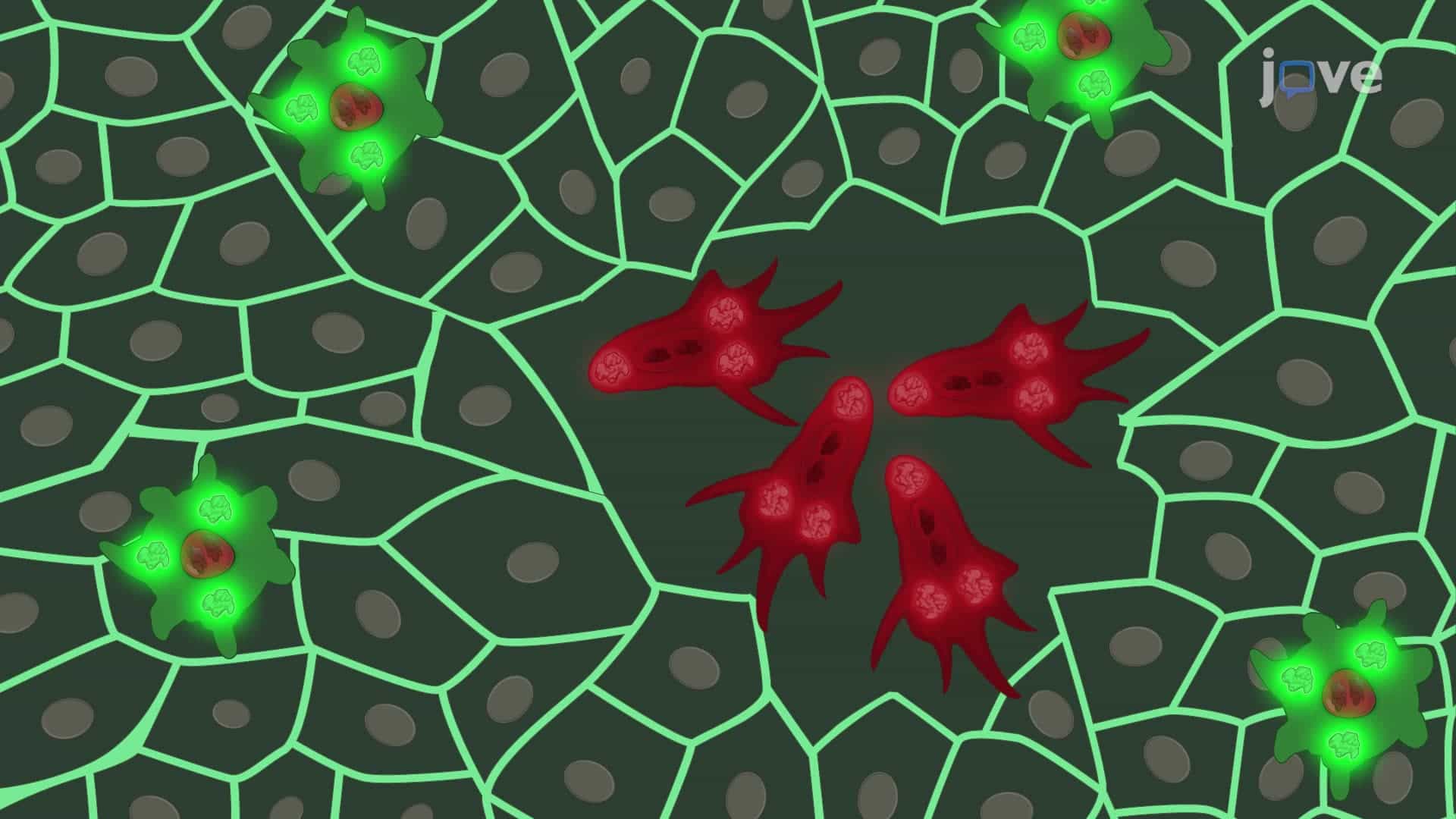 The Photoconversion Technique for Exploring Inflammatory Cell Dynamics in Insect Pupae