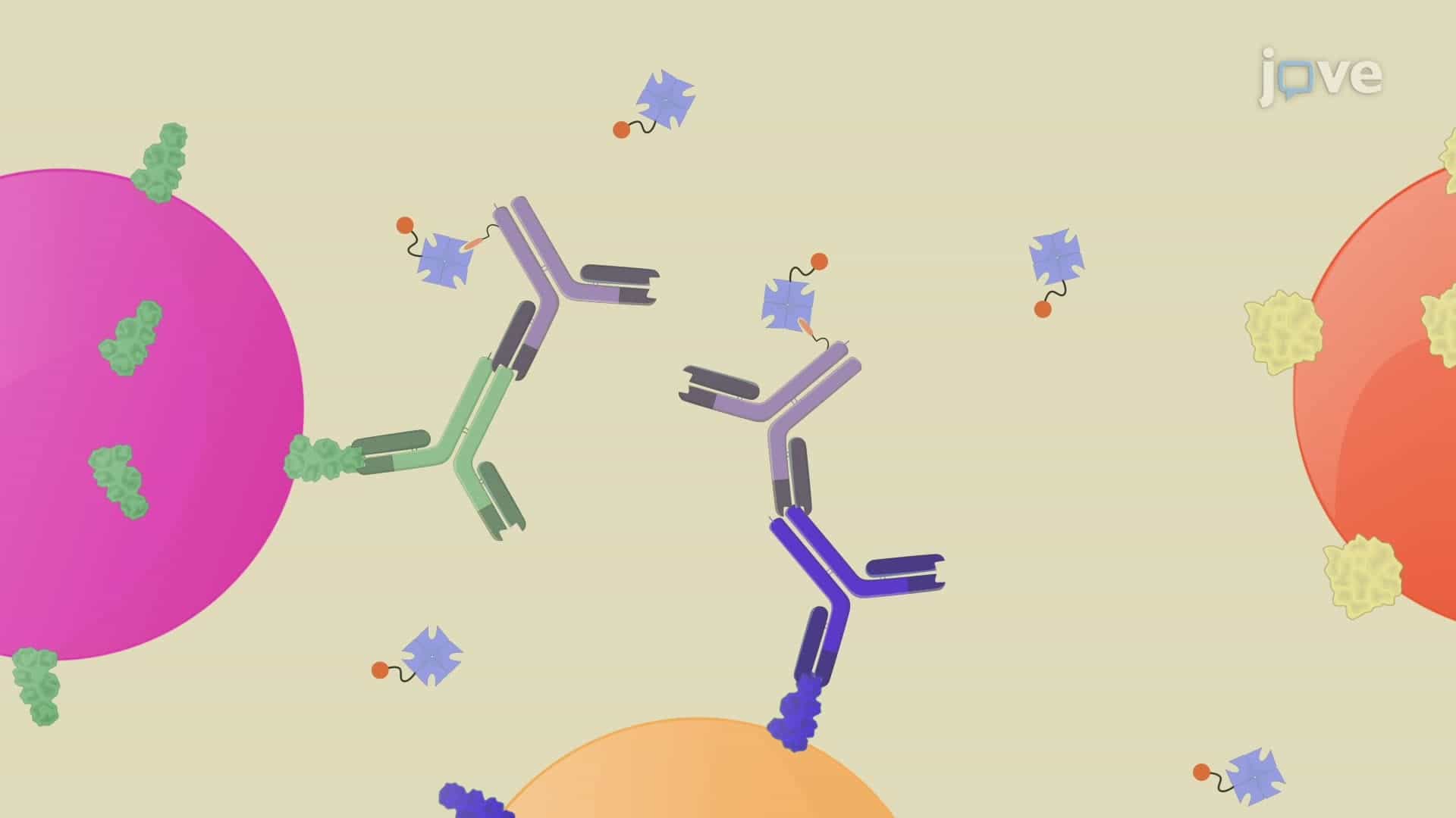 A Bead-Based Multiplex Immunoassay to Identify Pathogen-Specific Antibodies in Saliva