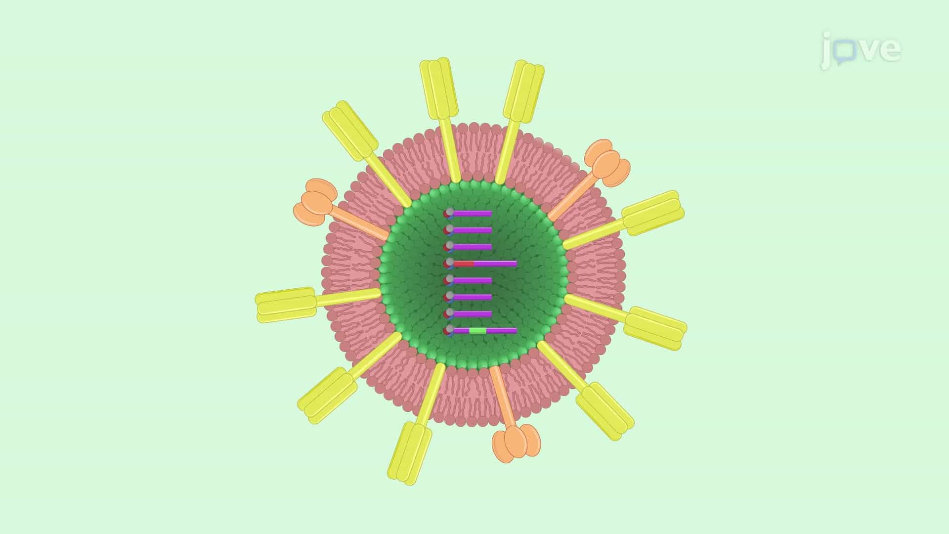 A Luciferase-Fluorescent Reporter Influenza Virus to Track Viral Infections