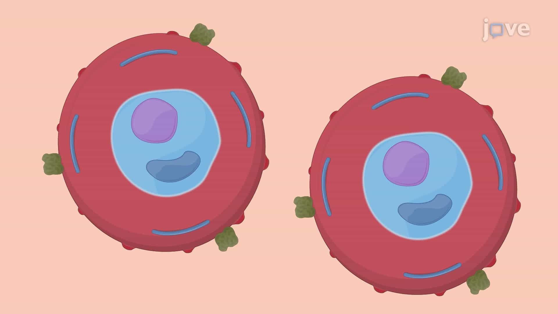 An Assay for Quantifying Antibody-Mediated Phagocytosis of Parasite-Infected Erythrocytes