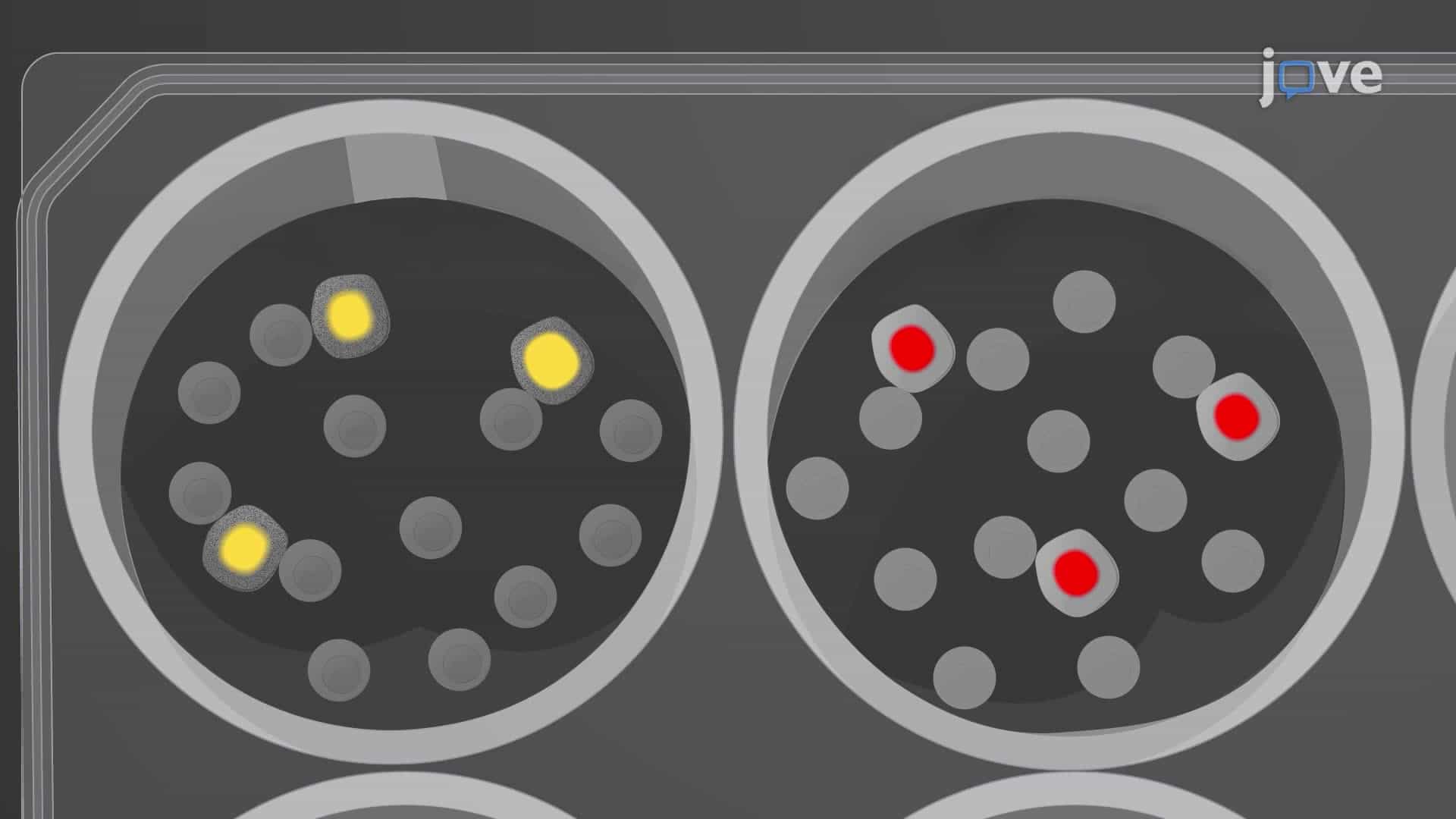 An In Vitro Assay for Studying the Cytotoxicity of Pre-Activated CD8+ T Cells against Cancer Cells