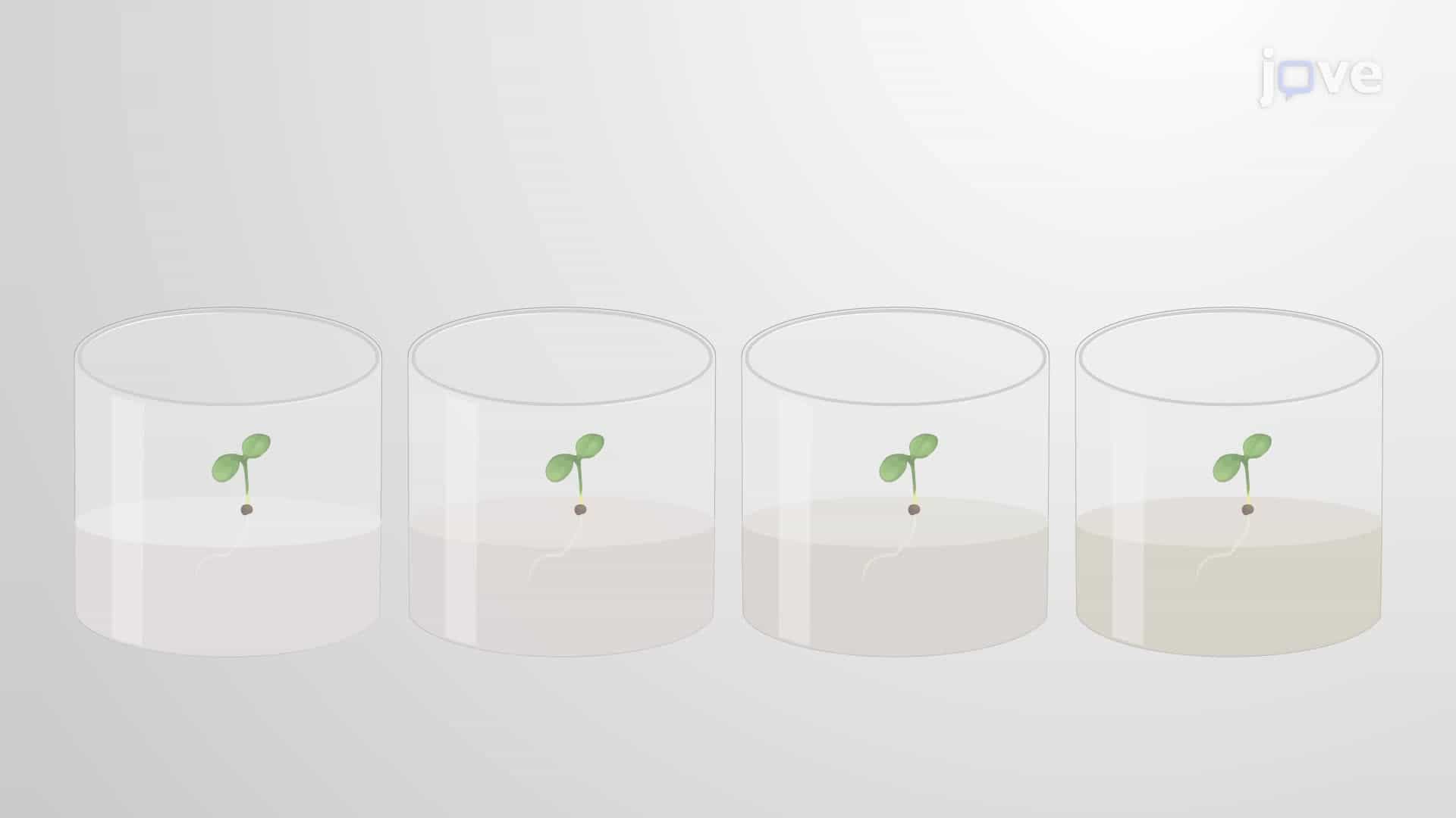 Measuring Immune-Induced Inhibition of Seedling Growth