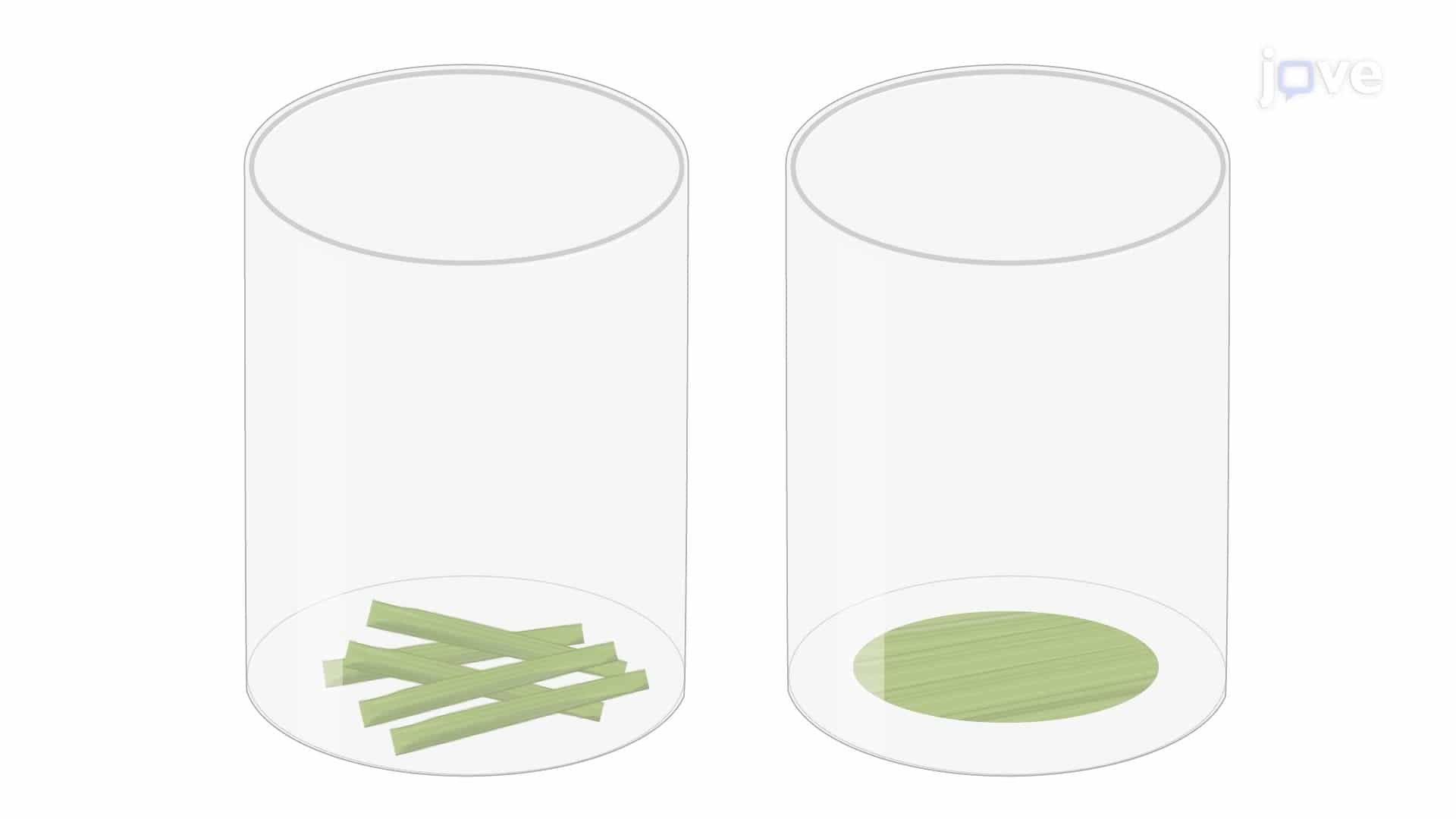 An Assay for Detecting Reactive Oxygen Species Production in Rice Tissues upon Immune Elicitation