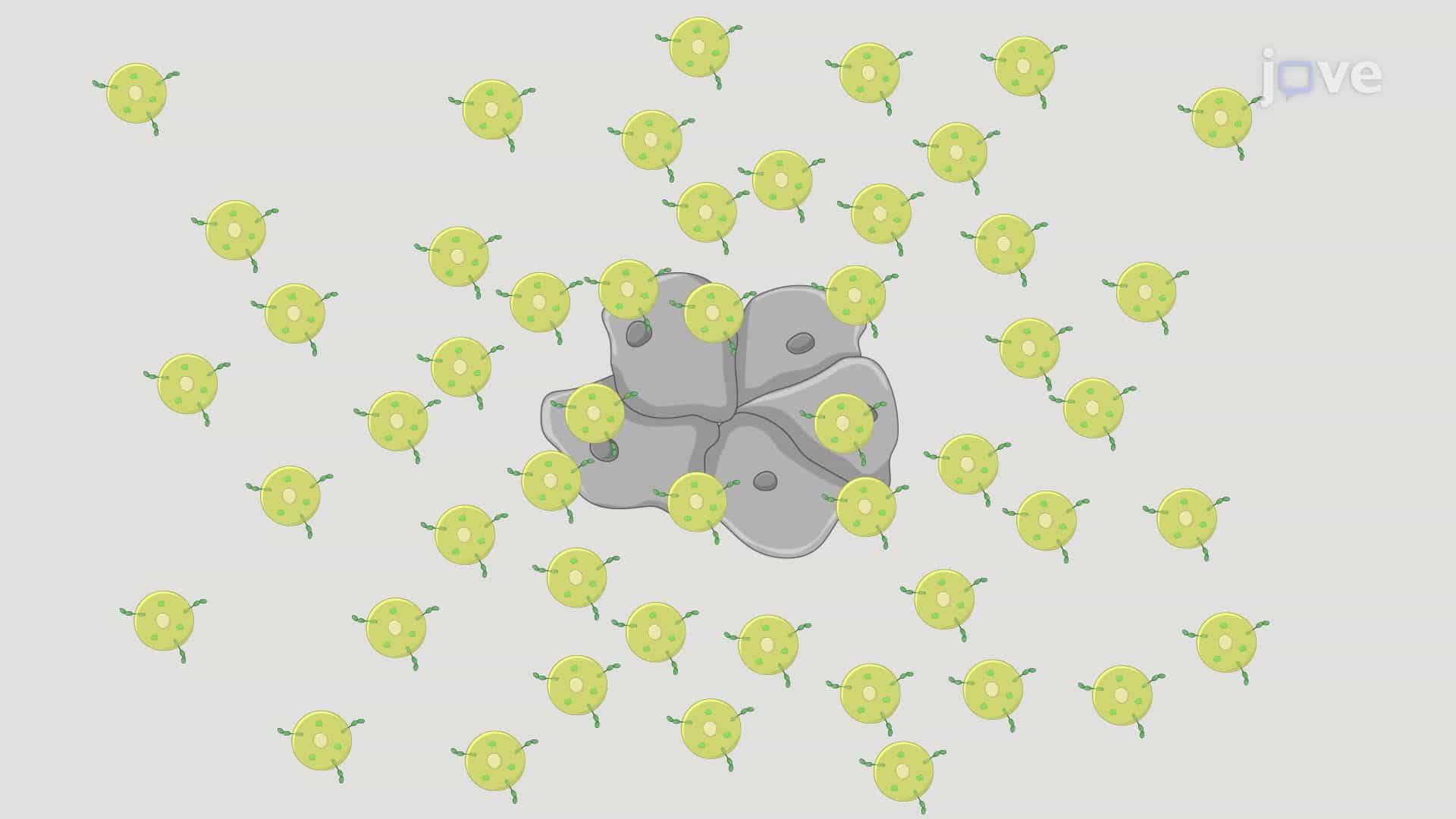 A Hemocyte Disturbance Assay to Assess Hemocyte Re-Adhesion to Hematopoietic Pockets