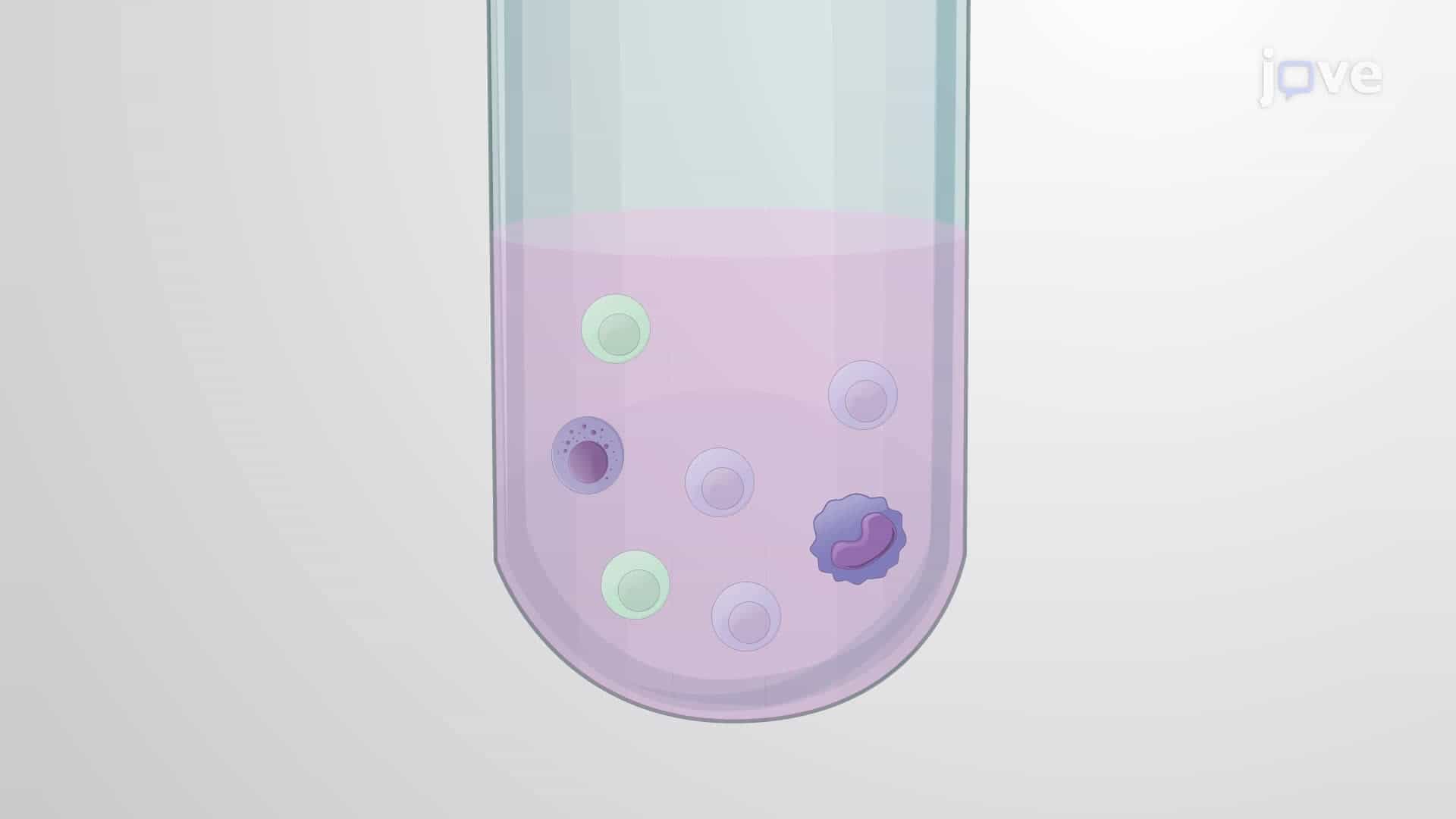 A Peptide-MHC-I Tetramer Staining Technique to Analyze SIV-Specific CD8+ Memory T Cells