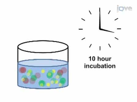 Estimating Virus Production Rates in Aquatic Systems